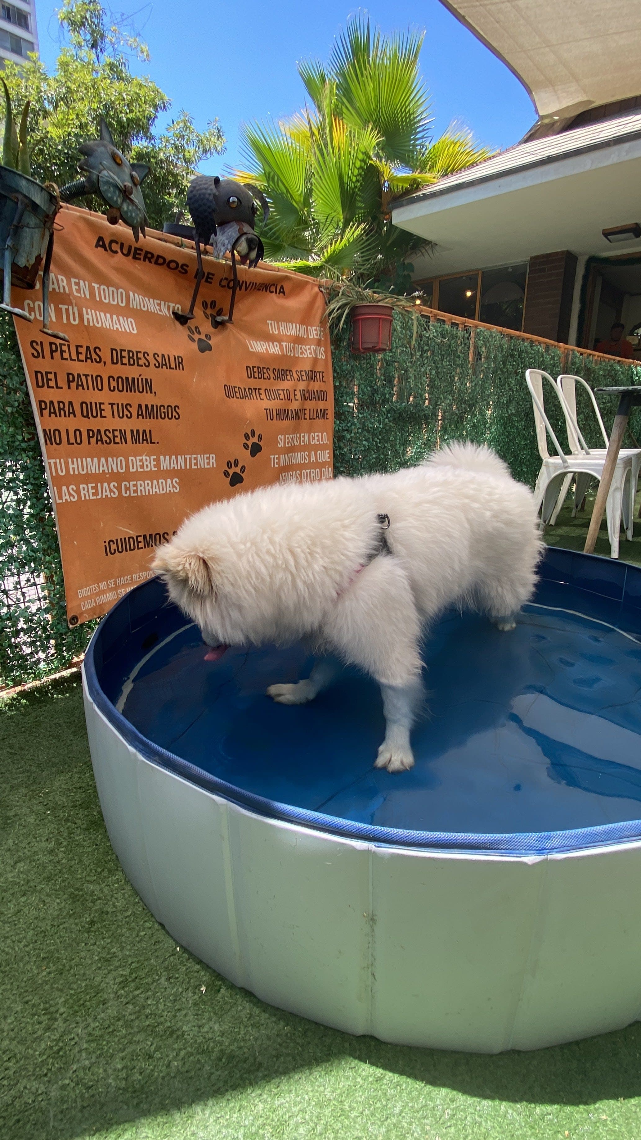 Bigotes Pet & Coffee 3 en Santiago, Metropolitana de Santiago, Chile - Restaurantes pet friendly