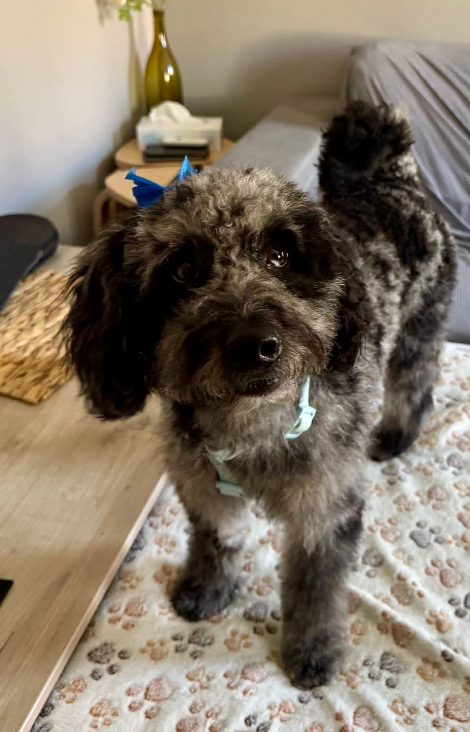 Peluquería Canina Ávila 2 en Ávila, Castilla y León, España - Peluquería para perros