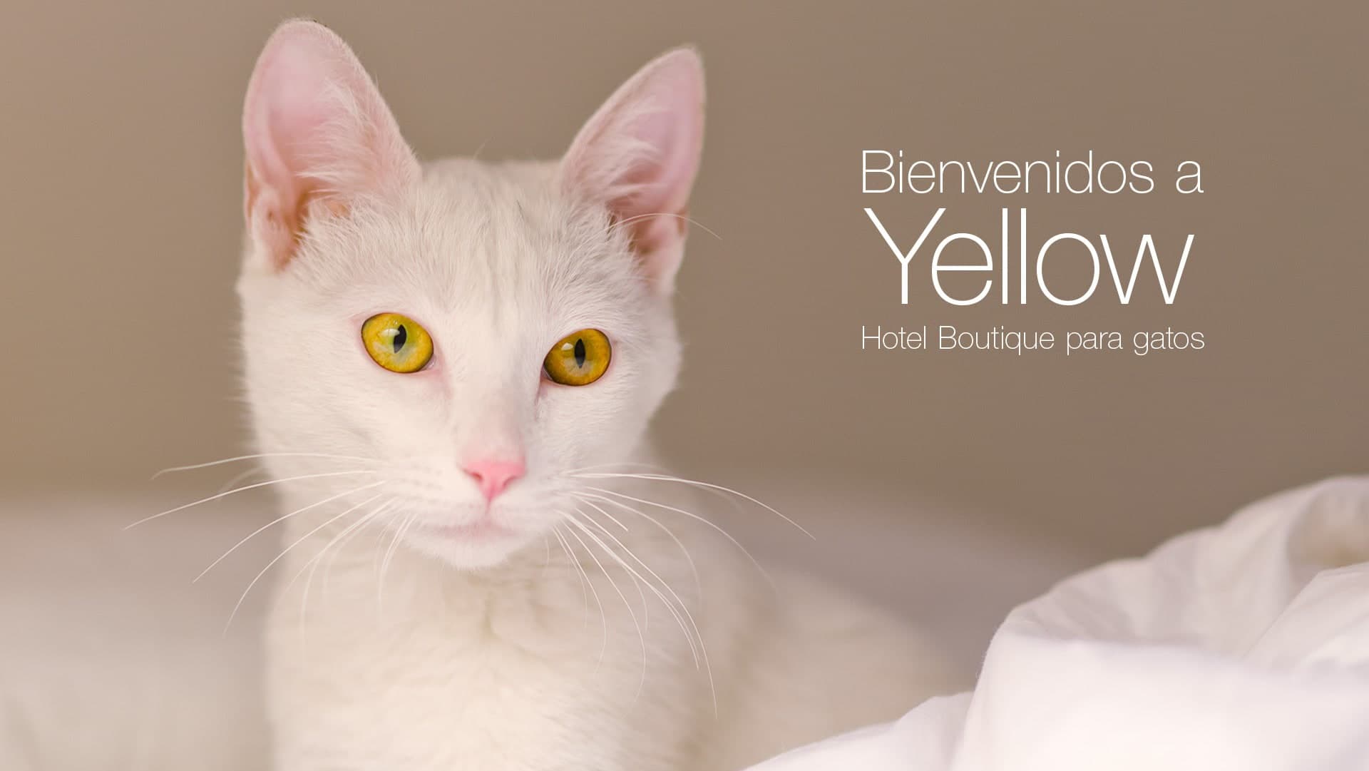 Yellow en Porvenir, Paysandú, Uruguay - Hoteles para gatos