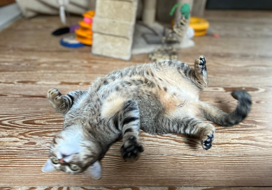 Yellow 3 en Porvenir, Paysandú, Uruguay - Hoteles para gatos