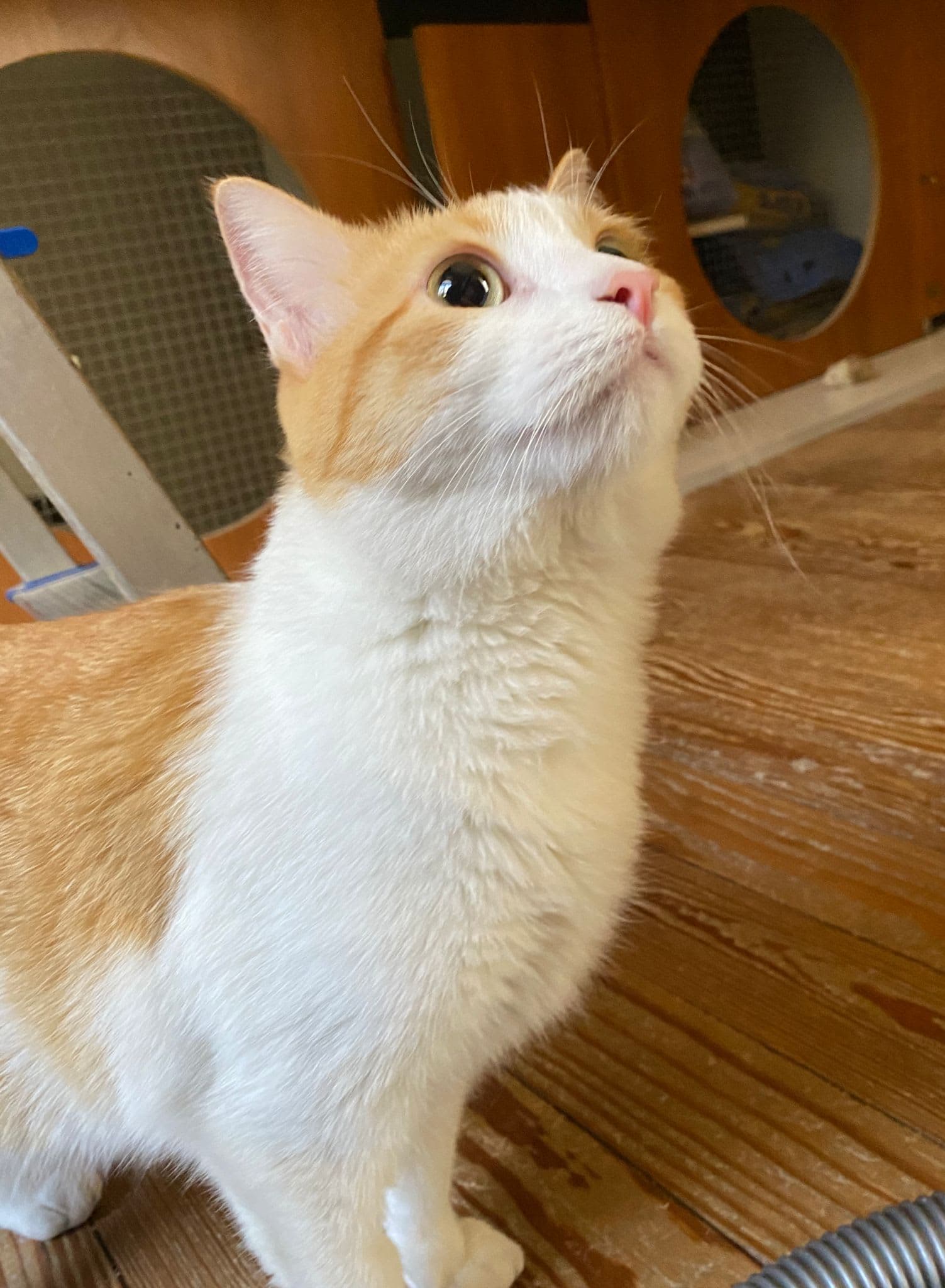 Yellow 2 en Porvenir, Paysandú, Uruguay - Hoteles para gatos