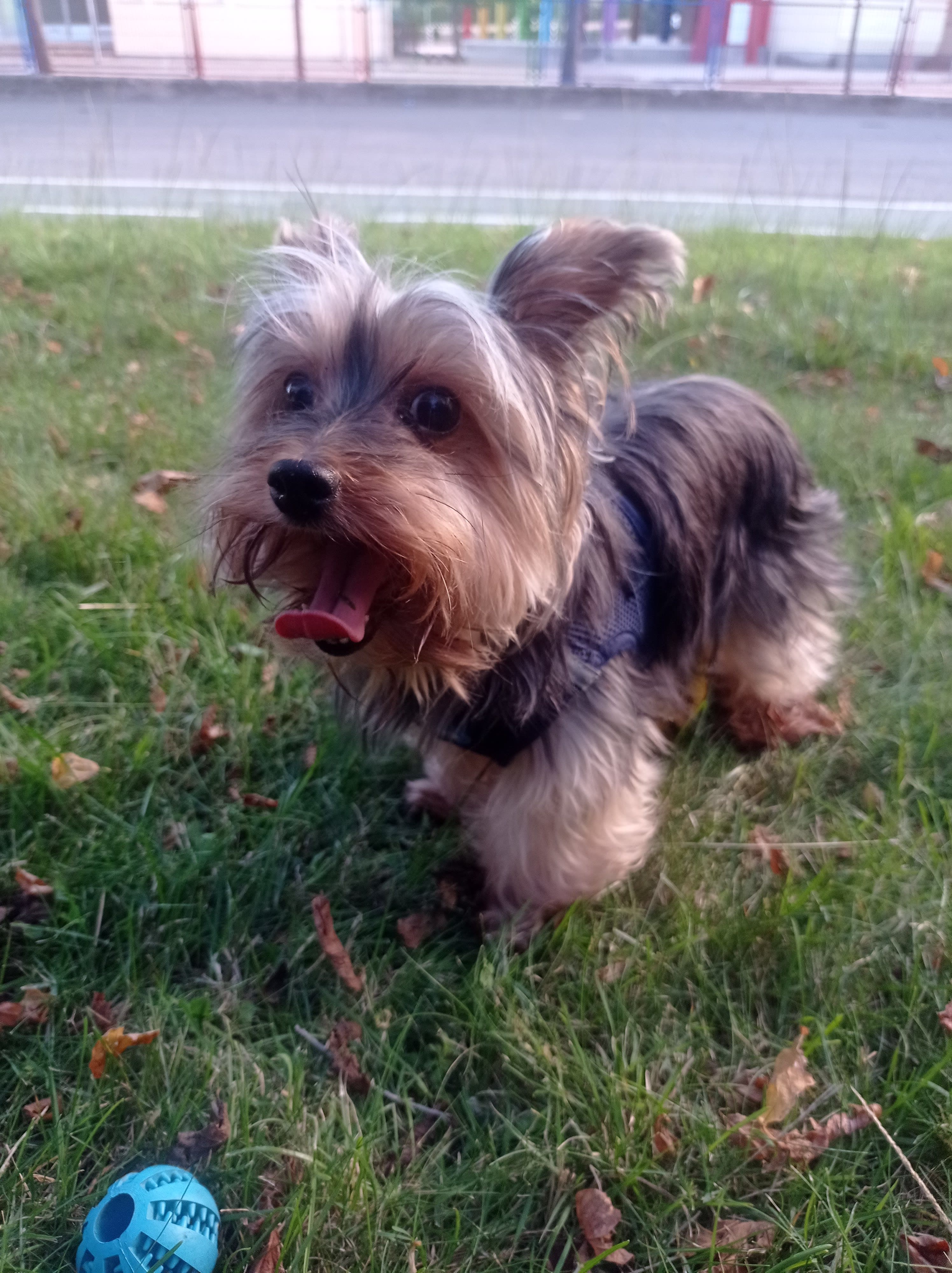 Las Huellas de Cuca 3 en Ávila, Castilla y León, España - Peluquería para perros