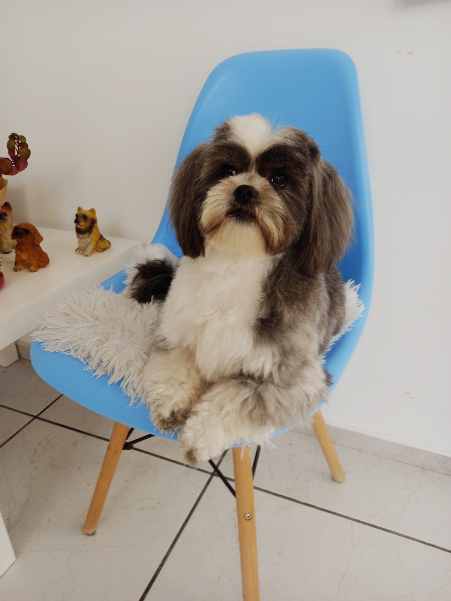 Las Huellas de Cuca 2 en Ávila, Castilla y León, España - Peluquería para perros