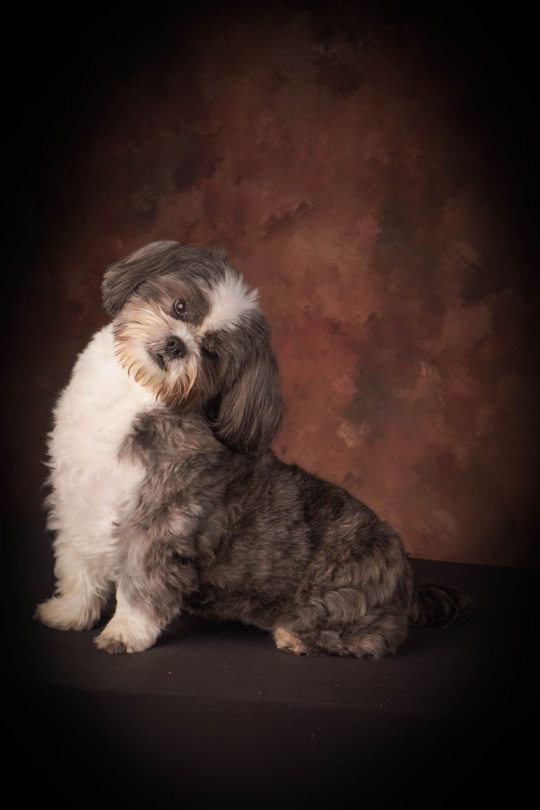 Las Huellas de Cuca en Ávila, Castilla y León, España - Peluquería para perros