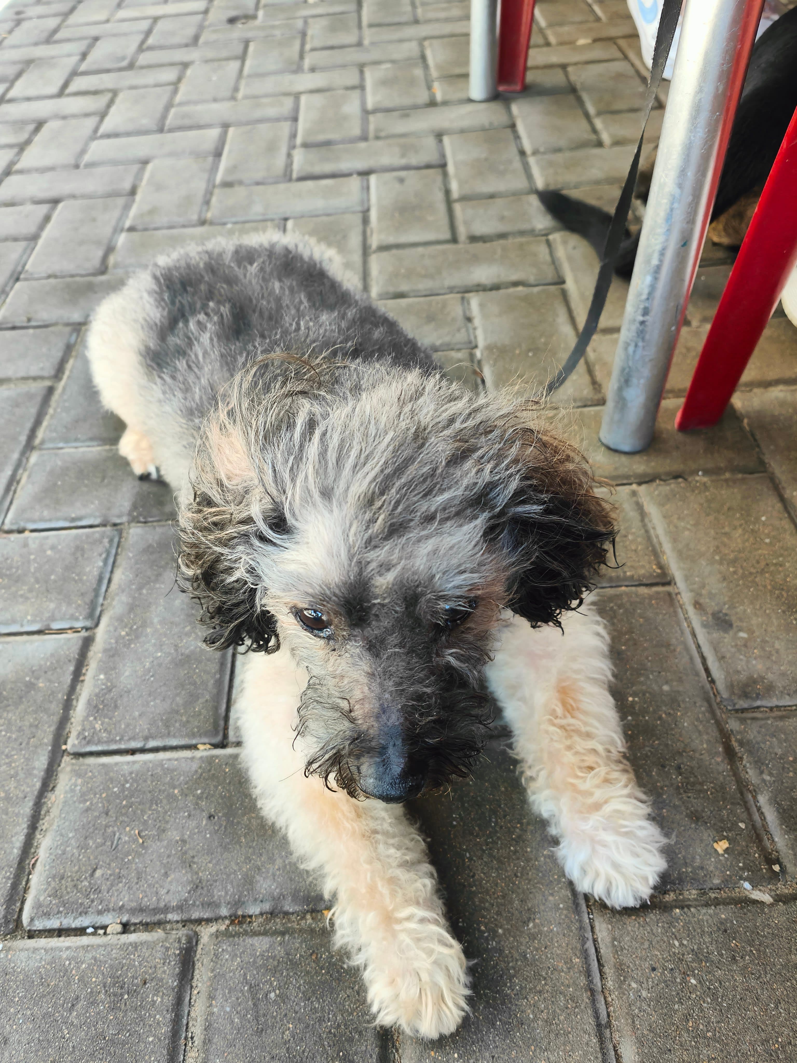 Nerik 2 en Ávila, Castilla y León, España - Peluquería para perros