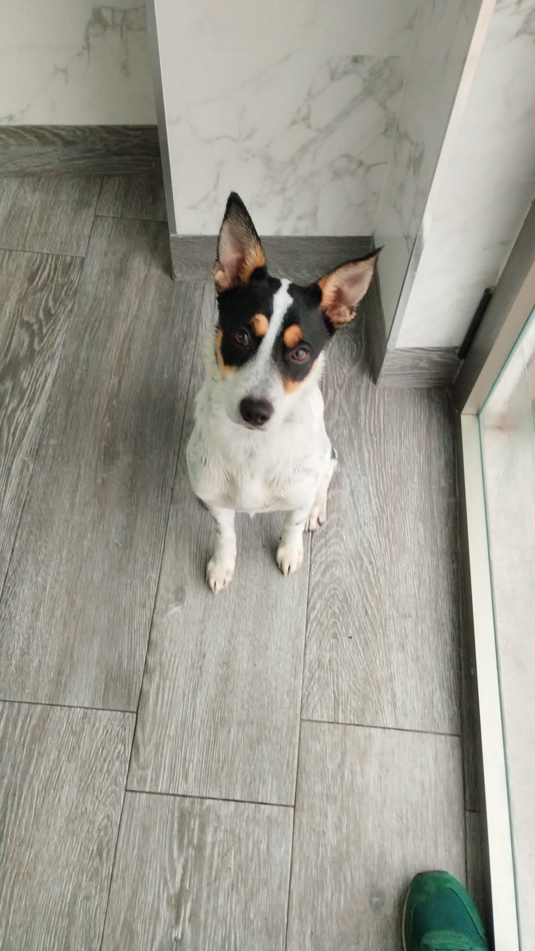 Nerik 3 en Ávila, Castilla y León, España - Peluquería para perros