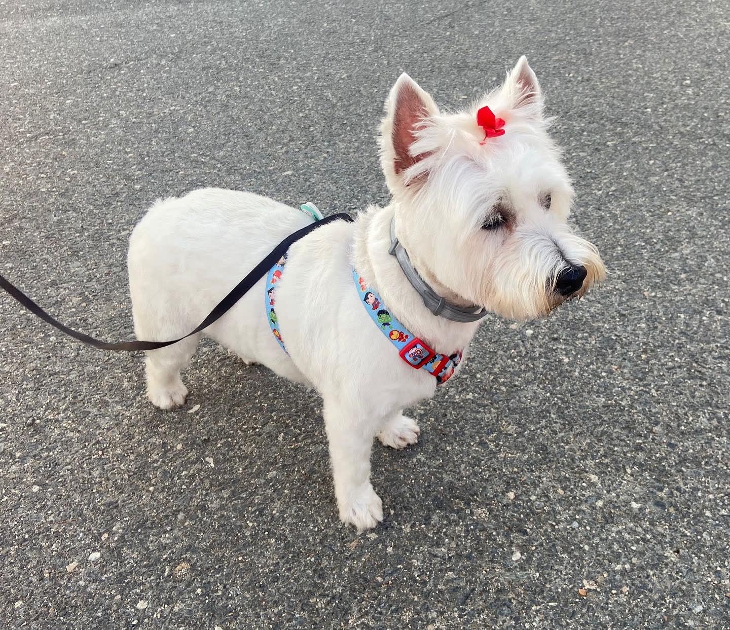 Arte Canino 3 en Ávila, Castilla y León, España - Peluquería para perros