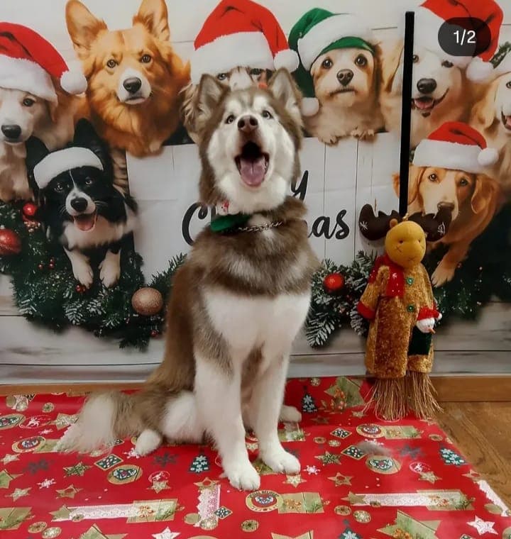 Arte Canino en Ávila, Castilla y León, España - Peluquería para perros