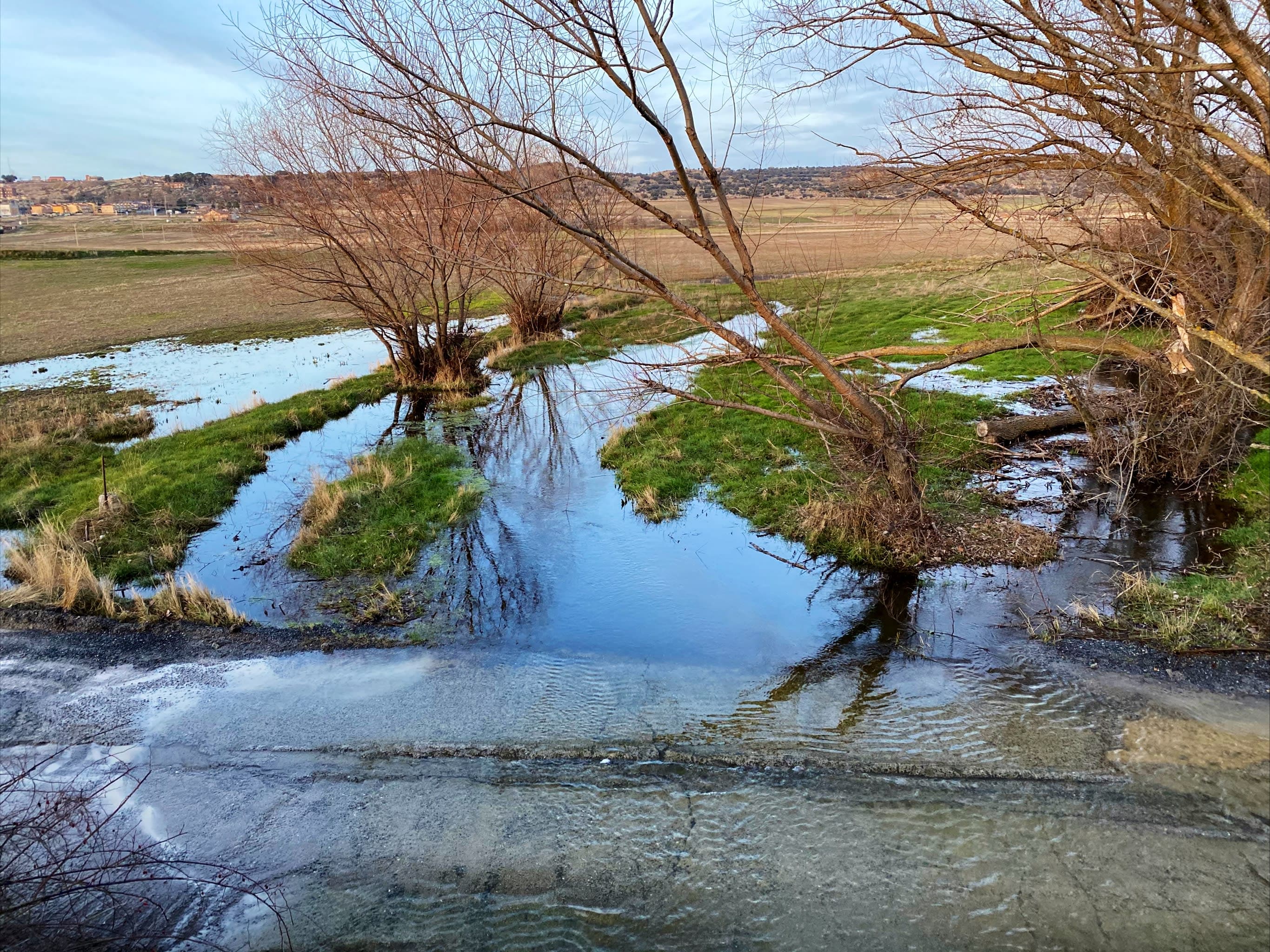 Babieca 3 en Ávila, Castilla y León, España - Peluquería para perros