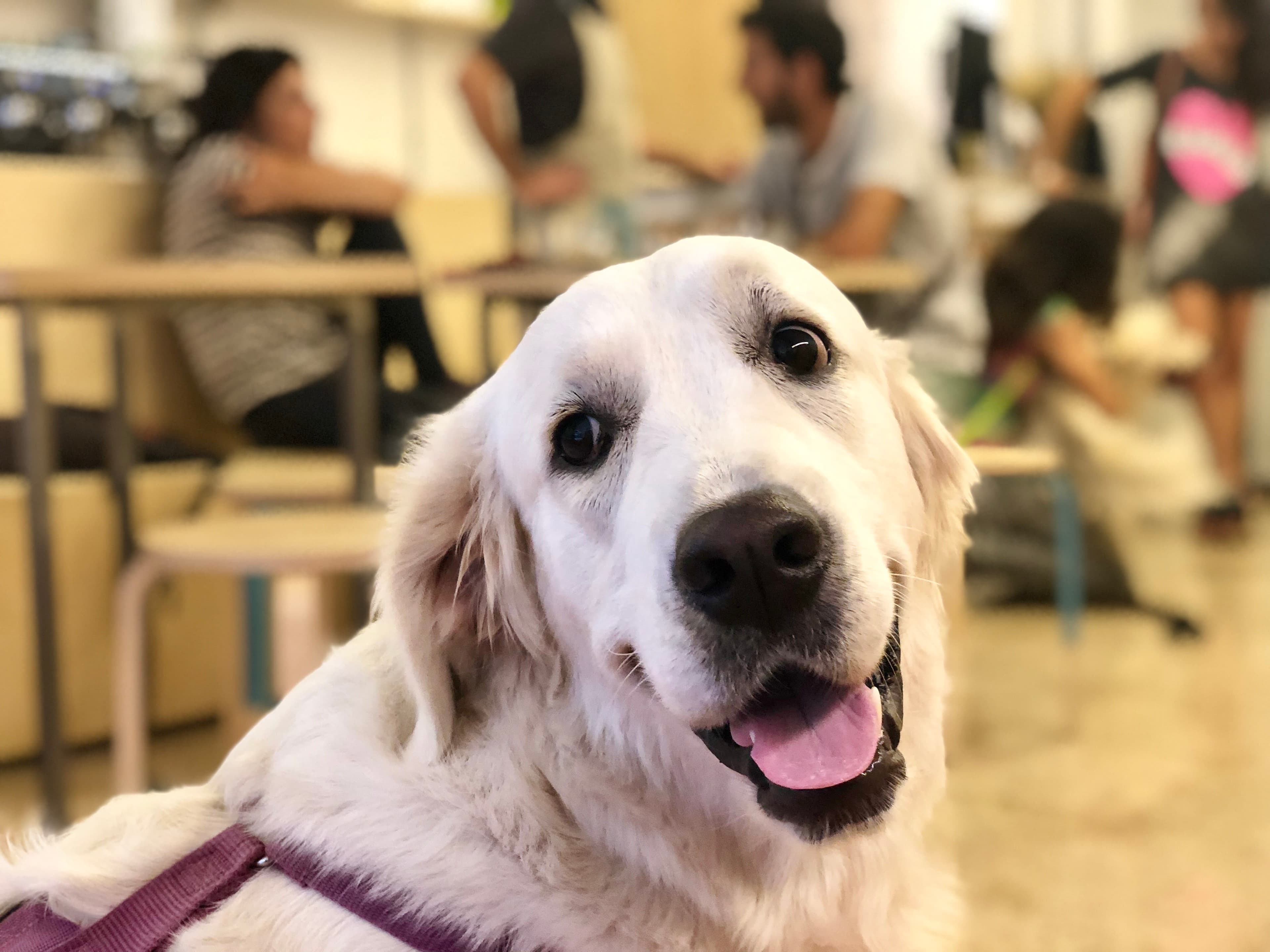 La Fábrica de Huellas 3 en Valencia, Valencia, España - Restaurantes pet friendly