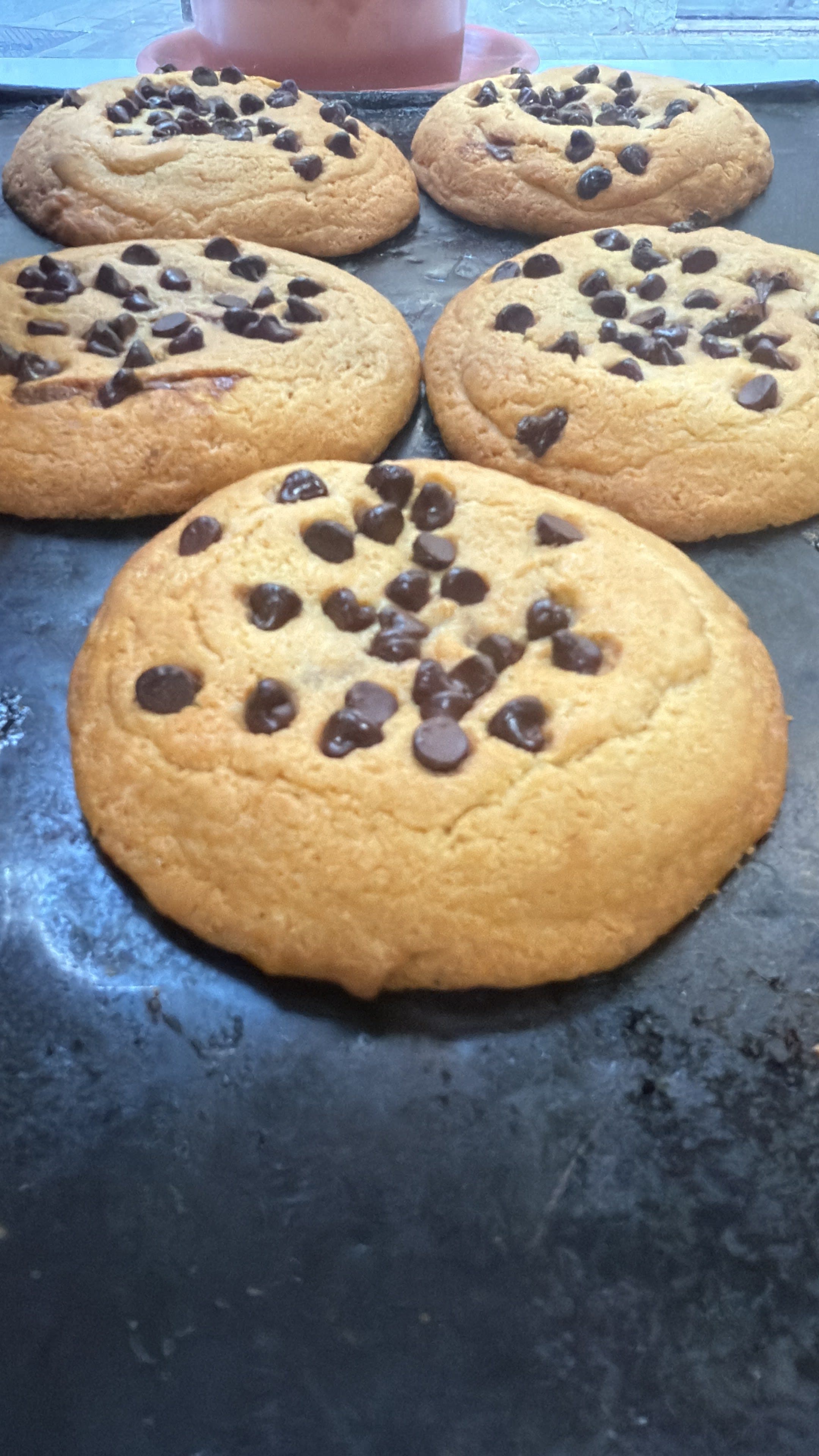 Café La Xerea 2 en Valencia, Valencia, España - Restaurantes pet friendly