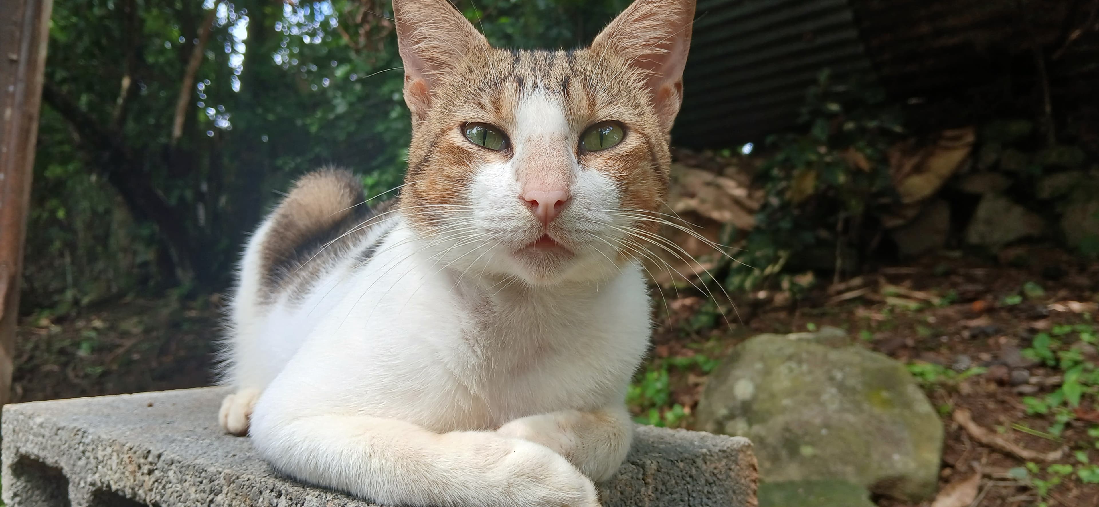 Gatitos en adopción en la chorrera 2 en El Valle de Antón, Coclé, Panamá - Gatos en adopción