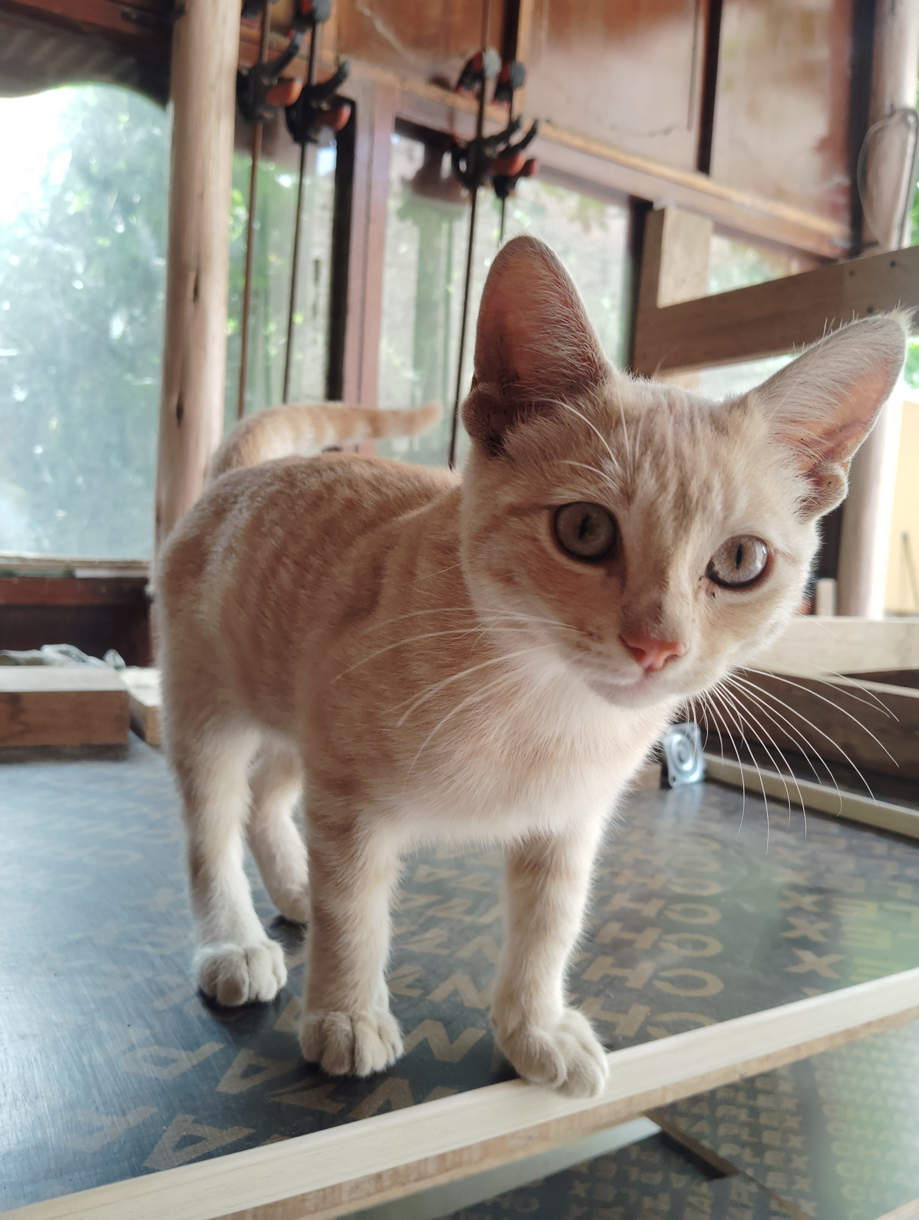 Gata cariñosa e inteligente busca hogar 3 en Trujillo, La Libertad, Perú - Gatos en adopción