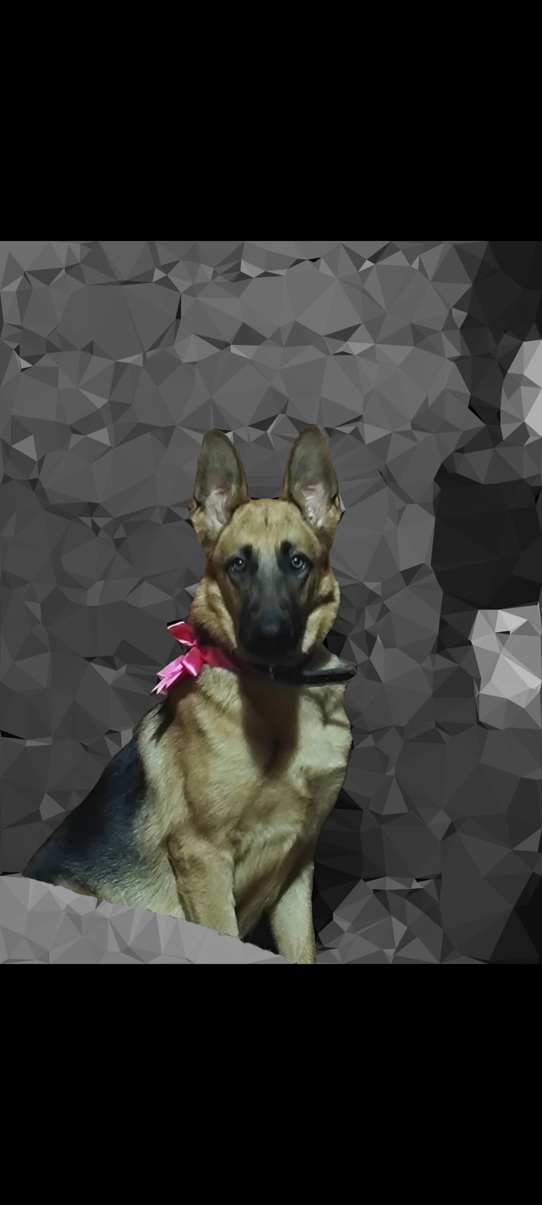 Pastora Alemana negra y roja en adopción en Pisco, Ica, Perú - Perros en adopción