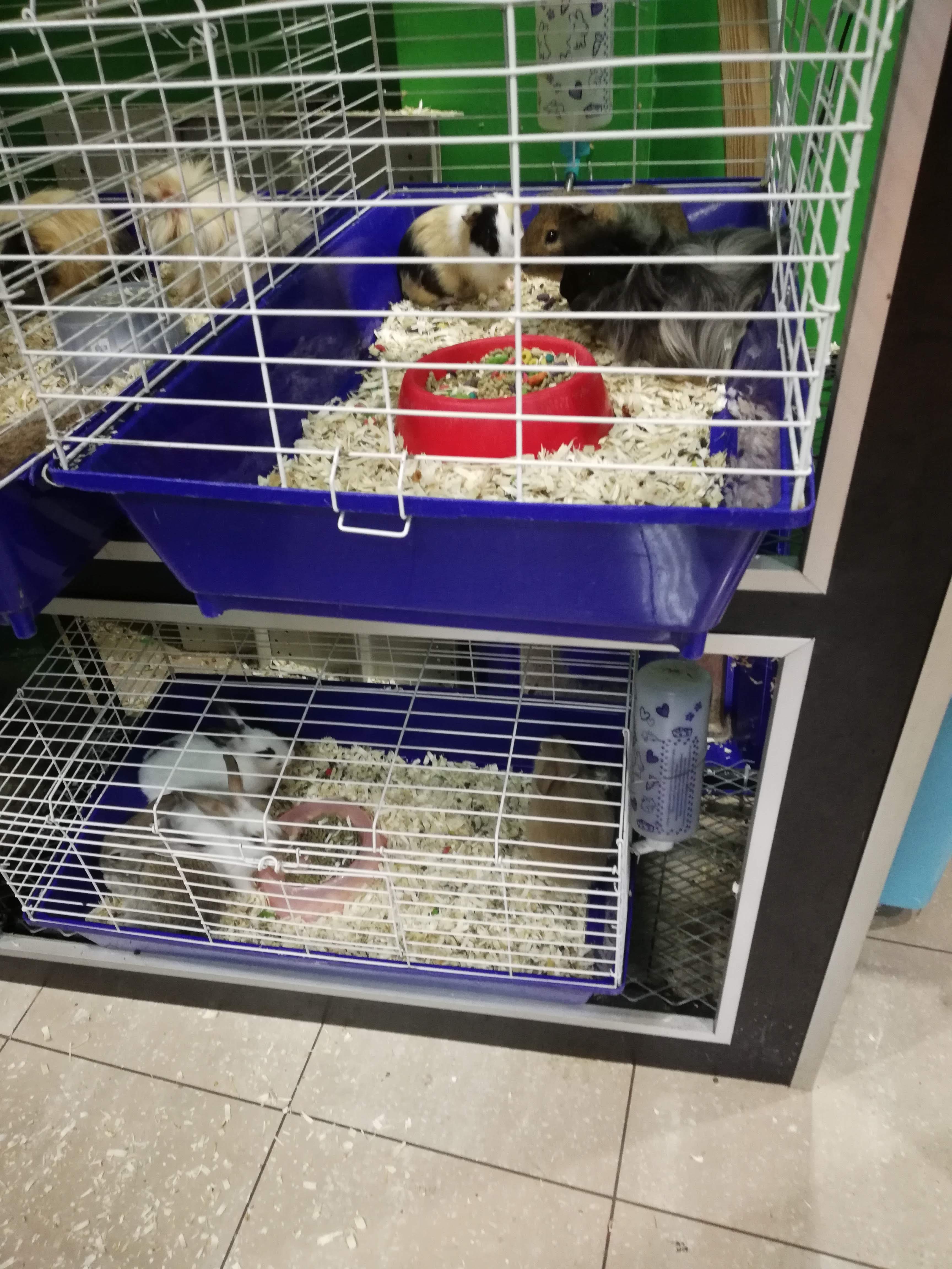 Melo Pet & Garden | Santiago 2 en Atalaya, Veraguas, Panamá - Peluquería para gatos