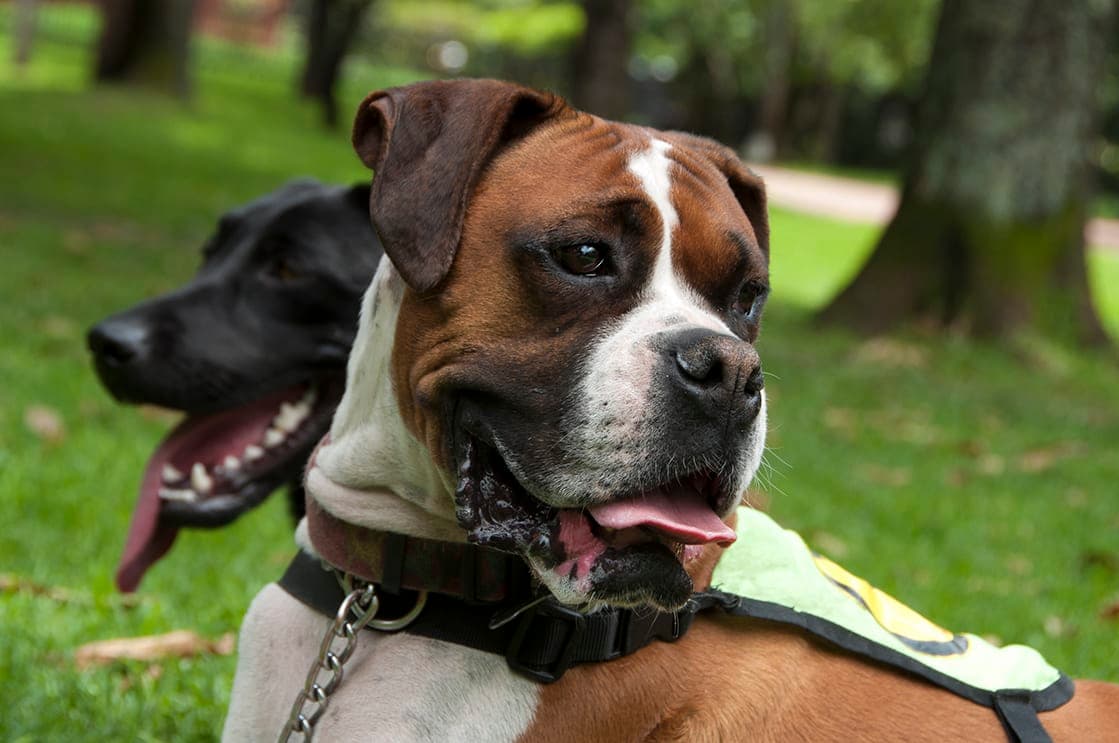 Doggy Walker Bogota 2 en Colombia - Paseadores de perros
