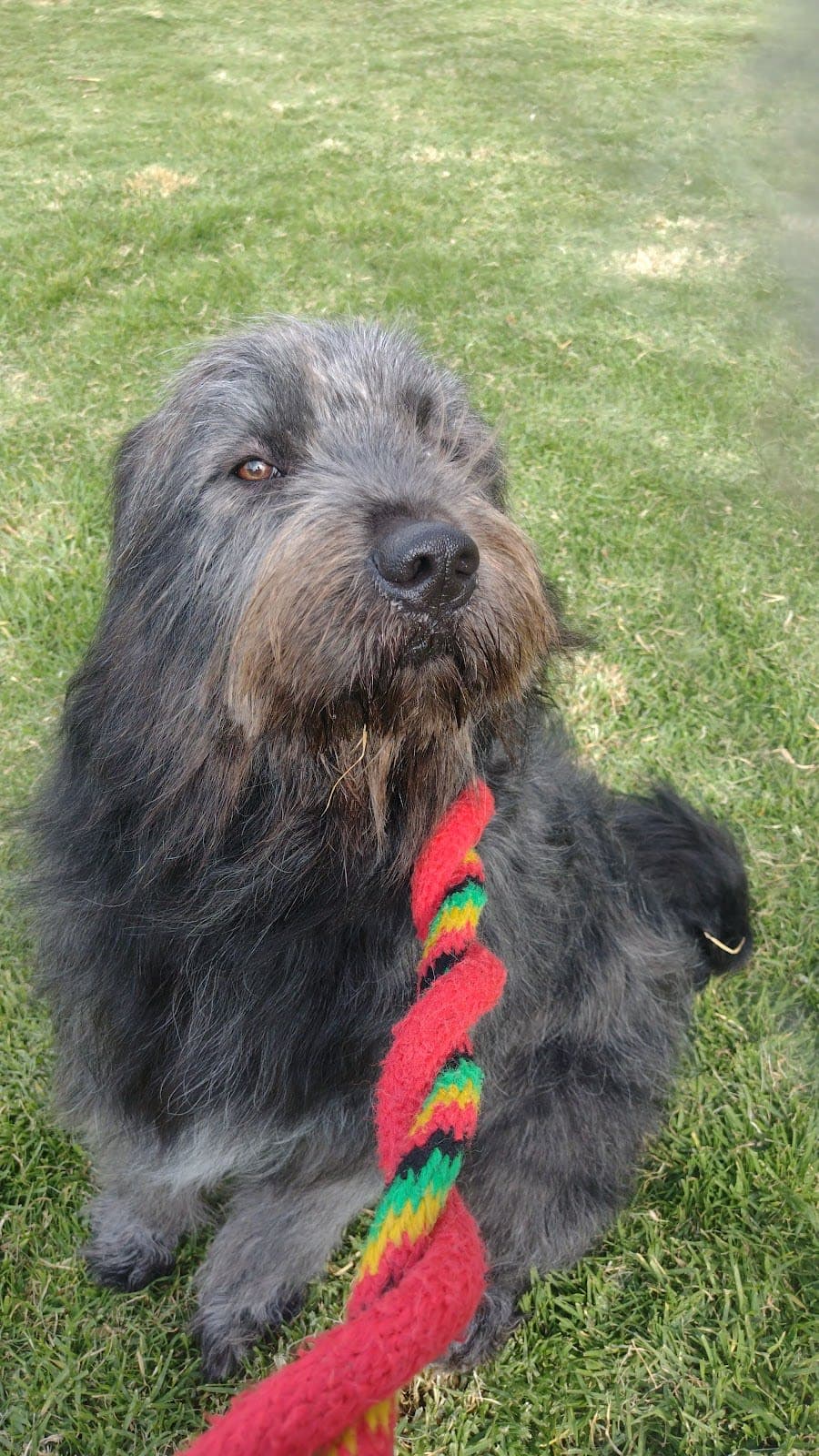 walking dogs Bogota - Imagen 1