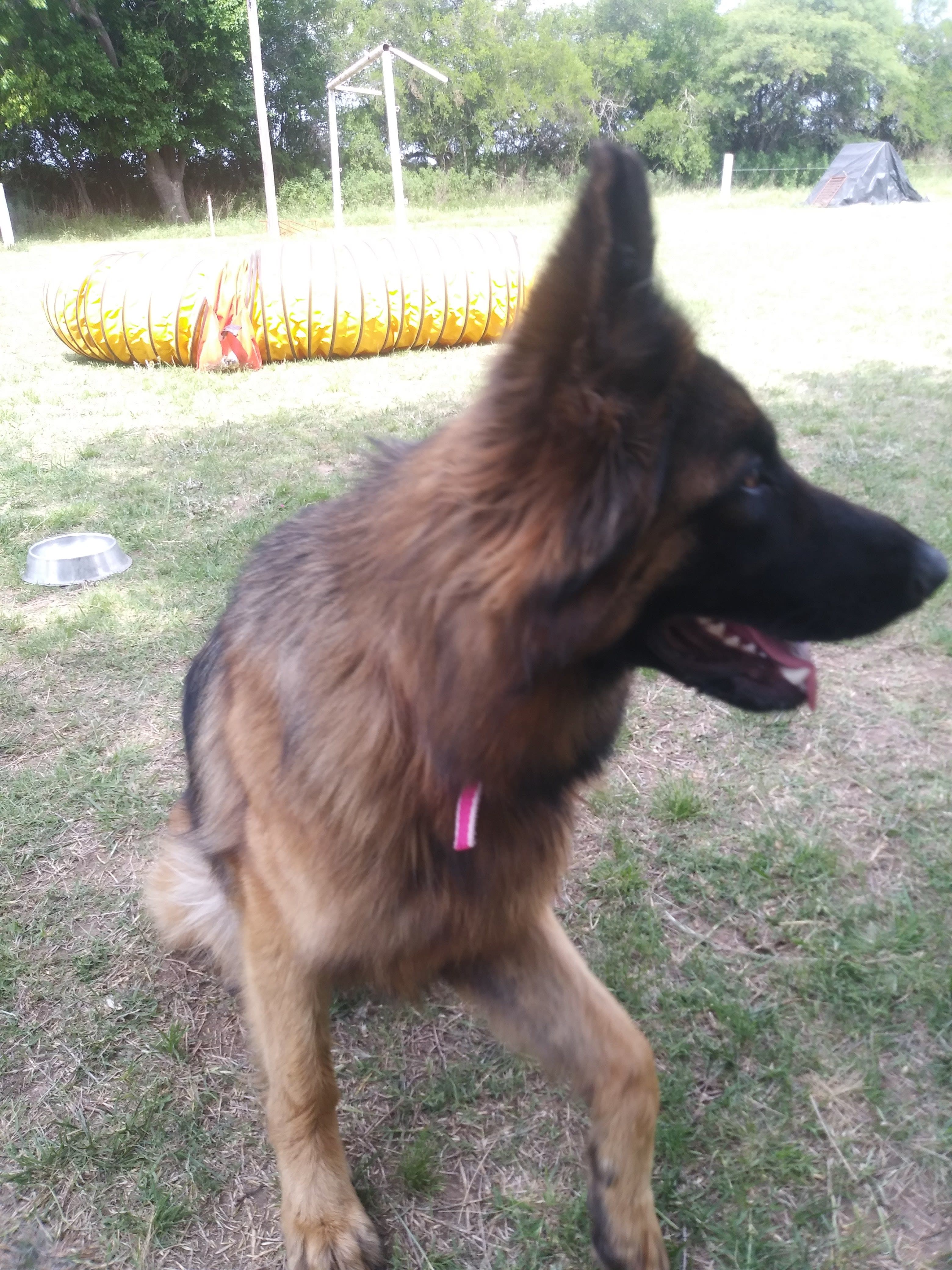 La Posada Hotel Canino 2 en Villa María, Córdoba, Argentina - Hoteles y guarderías para perros