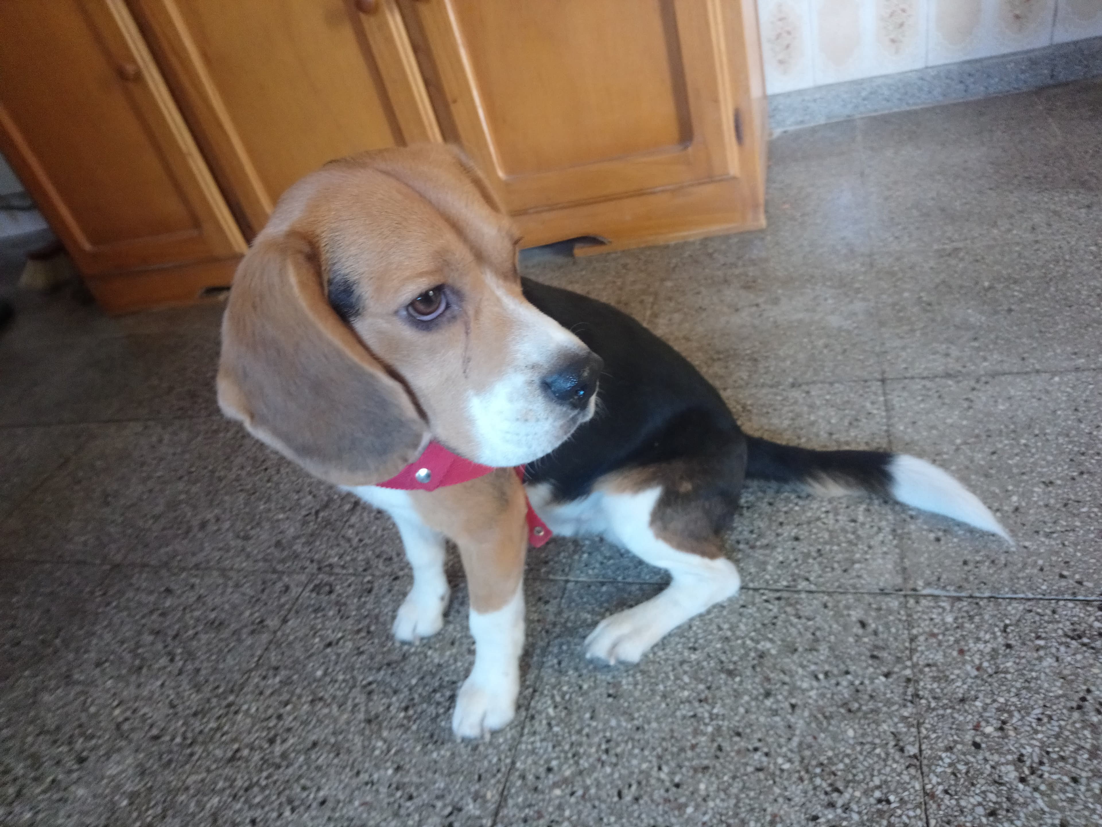 Guardería casita patapata 2 en Villa María, Córdoba, Argentina - Hoteles y guarderías para perros