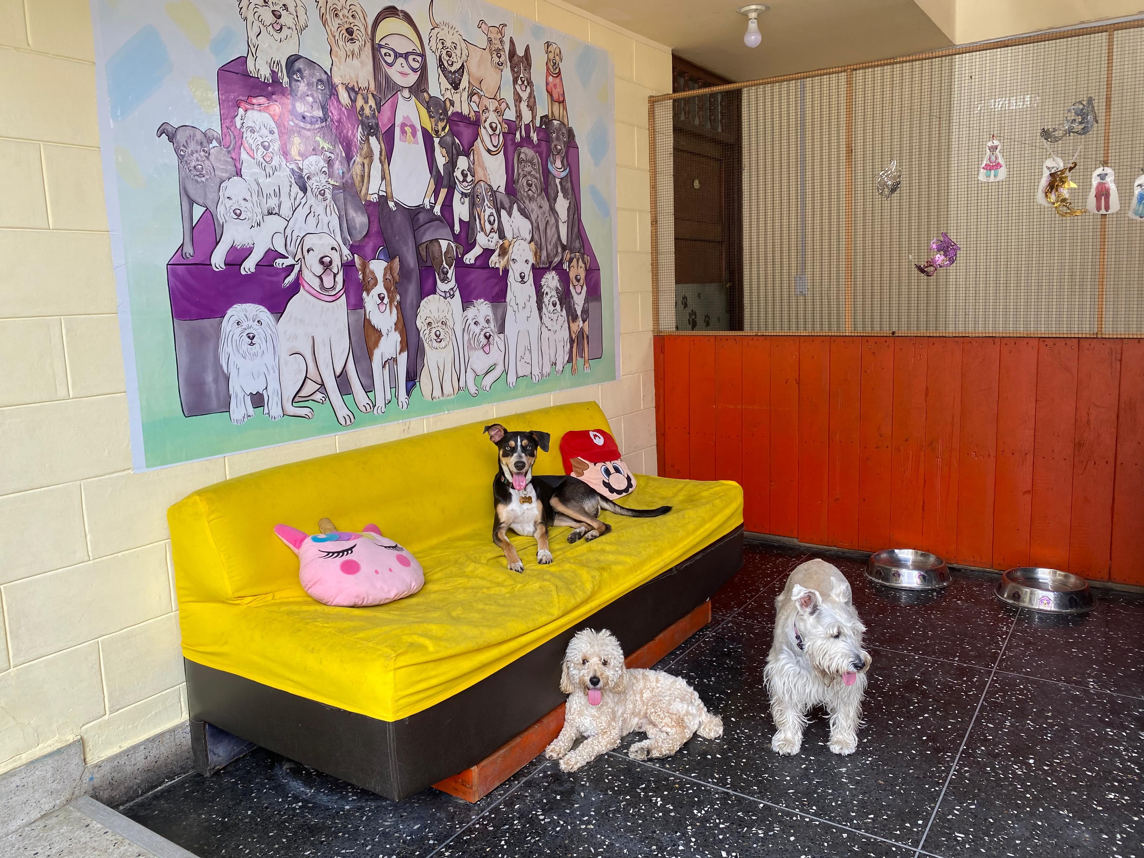 Hospedaje y Guardería - Bigotes WoW 3 en Azángaro, Puno, Perú - Hoteles y guarderías para perros