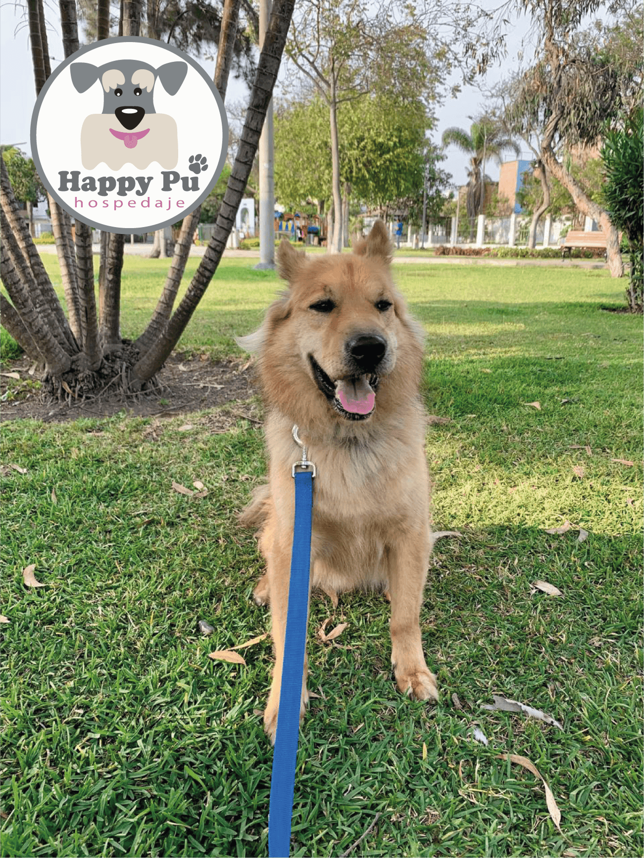 Happy Pu Hotel & Guardería Canina en La Molina 2 en Azángaro, Puno, Perú - Hoteles y guarderías para perros