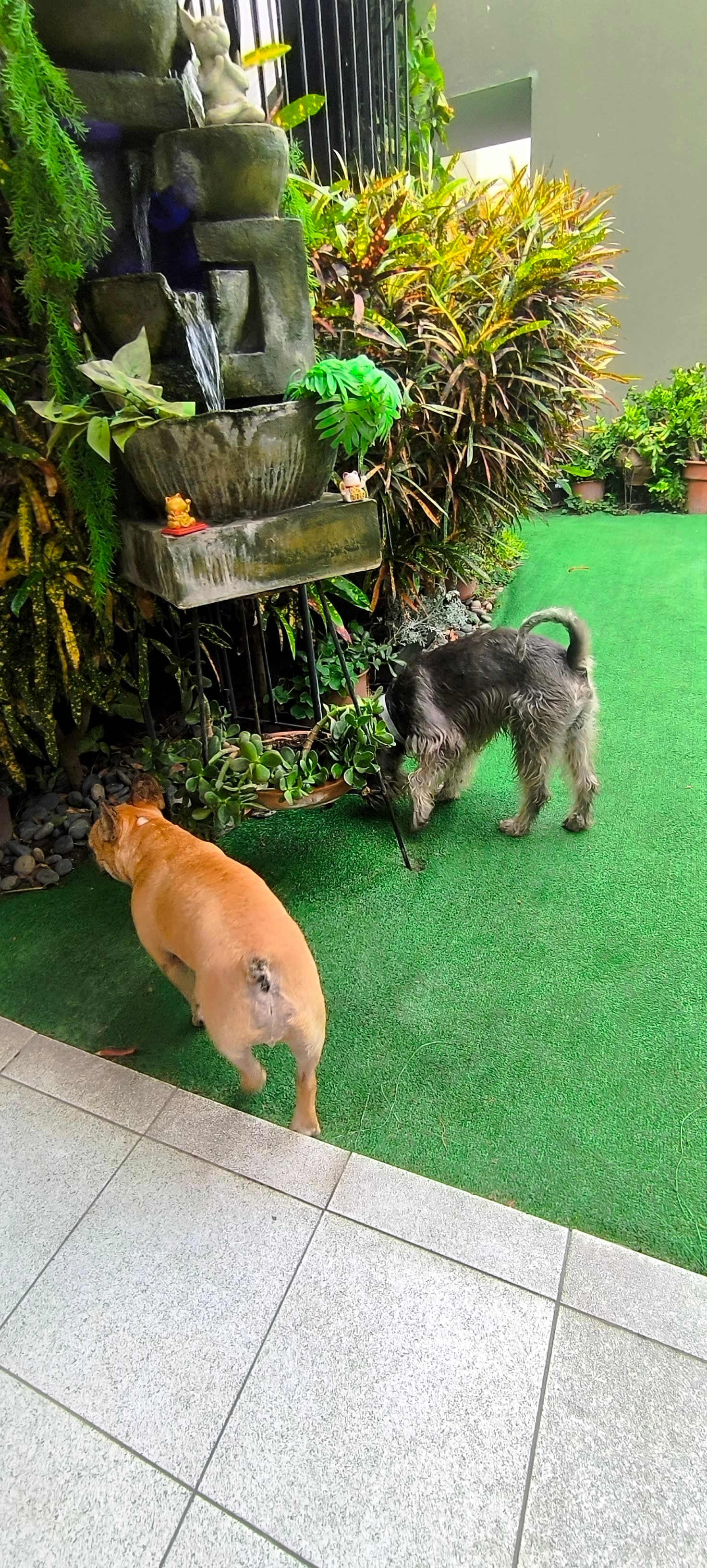 ALL4Dogs Hotel Colegio & Spa Canino 2 en Azángaro, Puno, Perú - Hoteles y guarderías para perros