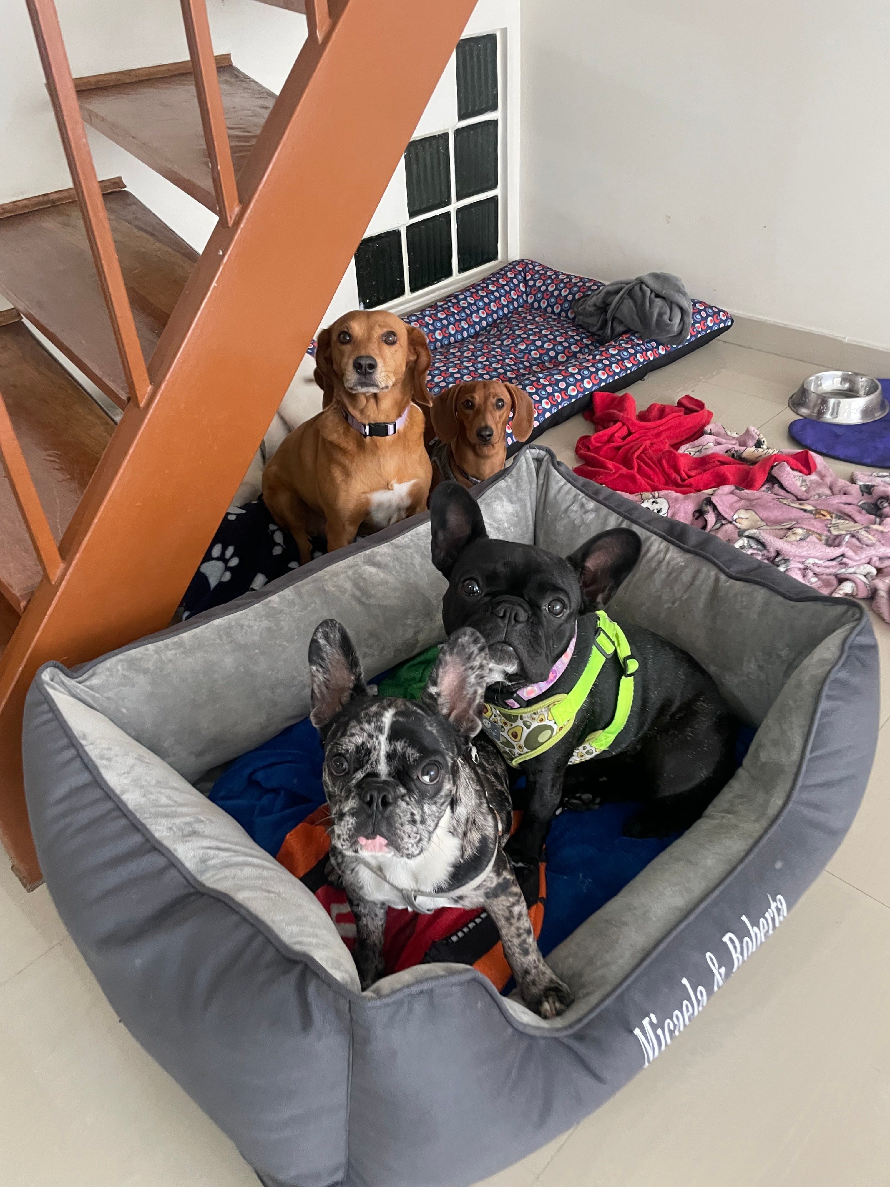 Majodoghouse - Imagen 1