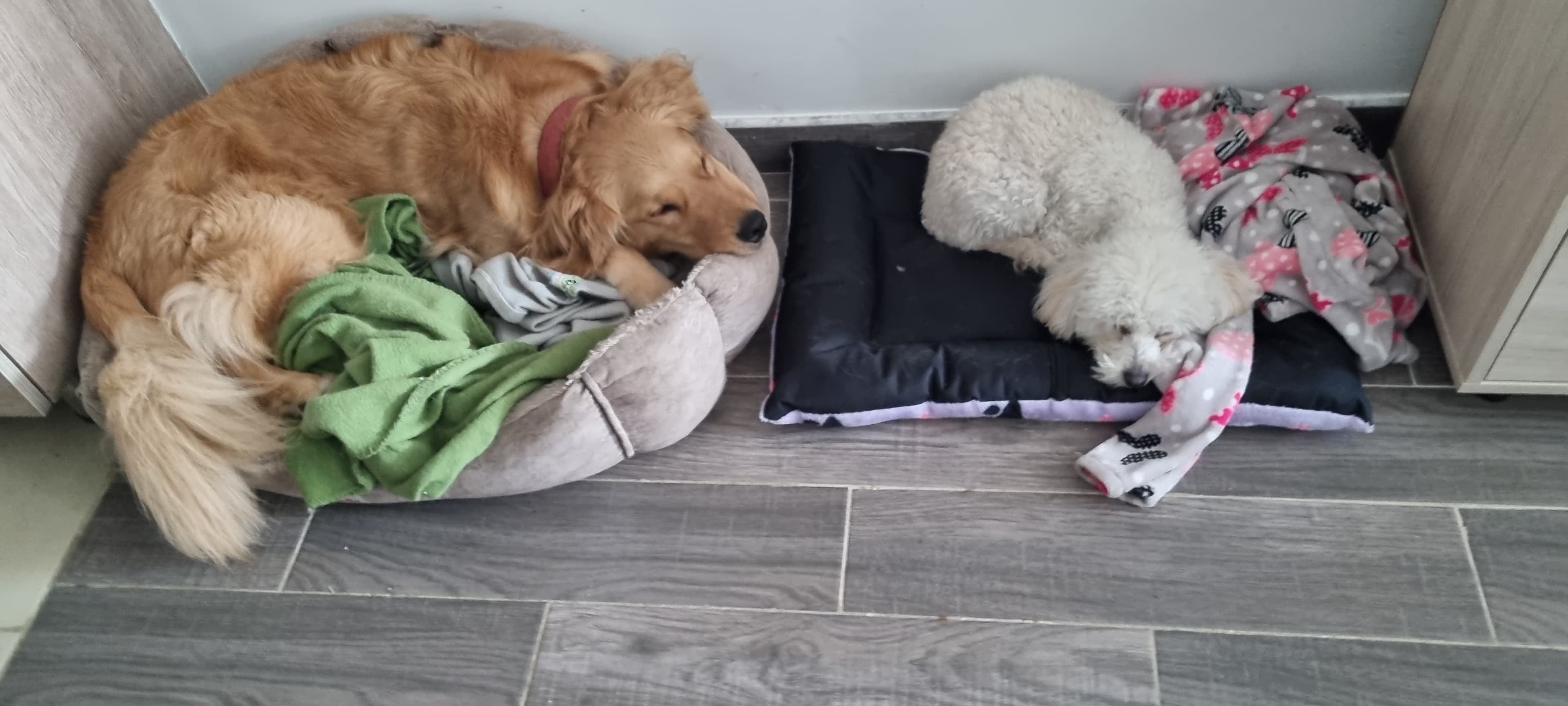 Majodoghouse 2 en Colombia - Hoteles y guarderías para perros