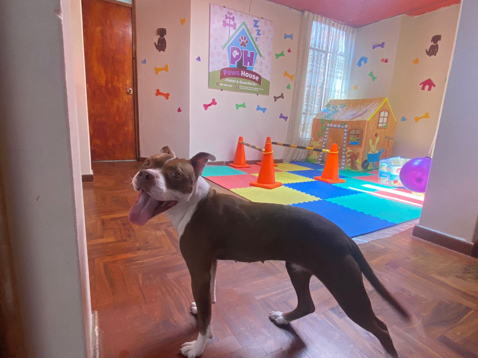 Paws House - Guardería y Hospedaje de Mascotas en Azángaro, Puno, Perú - Hoteles y guarderías para perros
