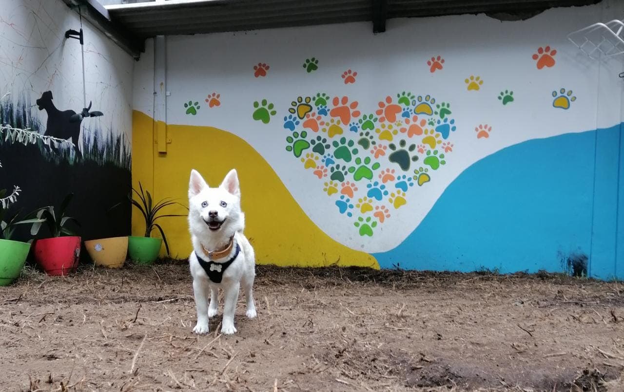 Dog Garden Calle 98 2 en Colombia - Hoteles y guarderías para perros