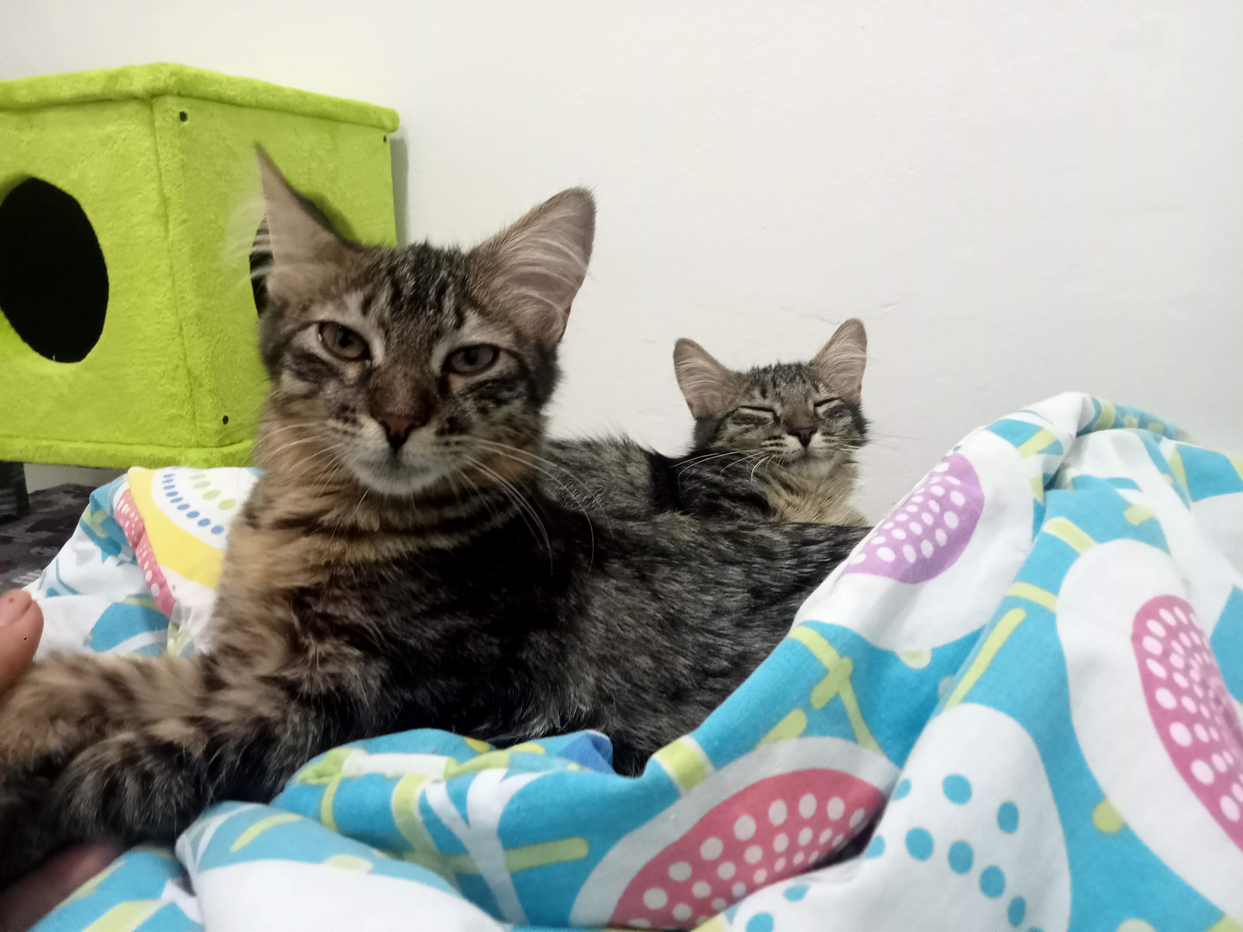 Nikolandia guarderia para gatos 2 en Medellín, Antioquia, Colombia - Hoteles y guarderías para gatos