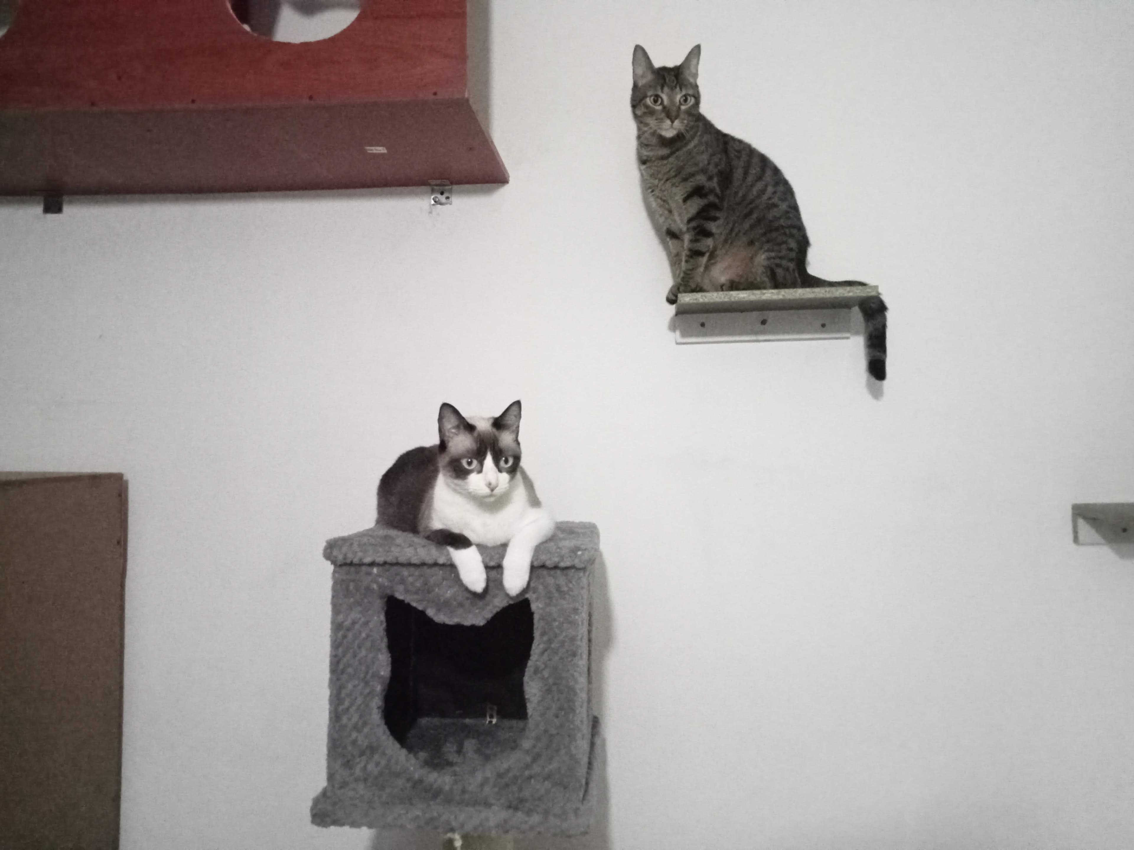 Nikolandia guarderia para gatos en Medellín, Antioquia, Colombia - Hoteles y guarderías para gatos
