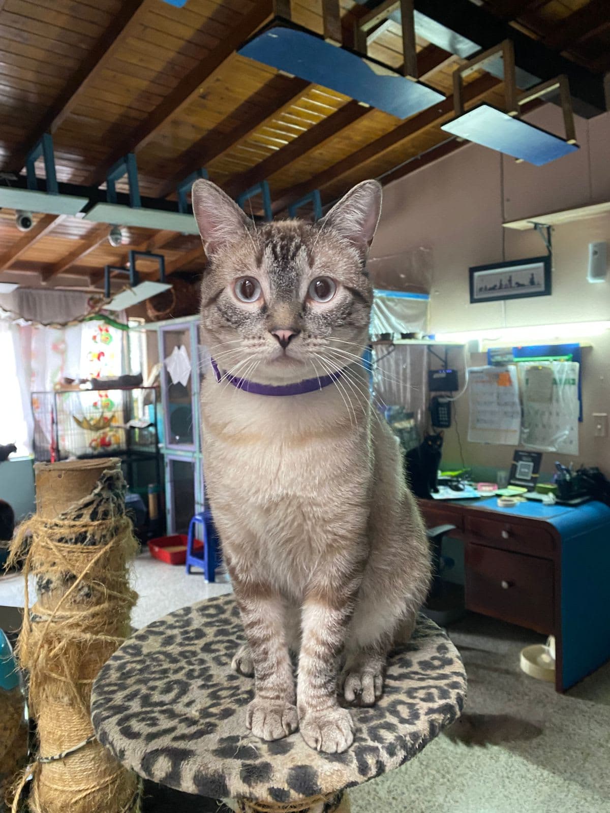 Un Gato En Paris, Guarderia 2 en Medellín, Antioquia, Colombia - Hoteles y guarderías para gatos