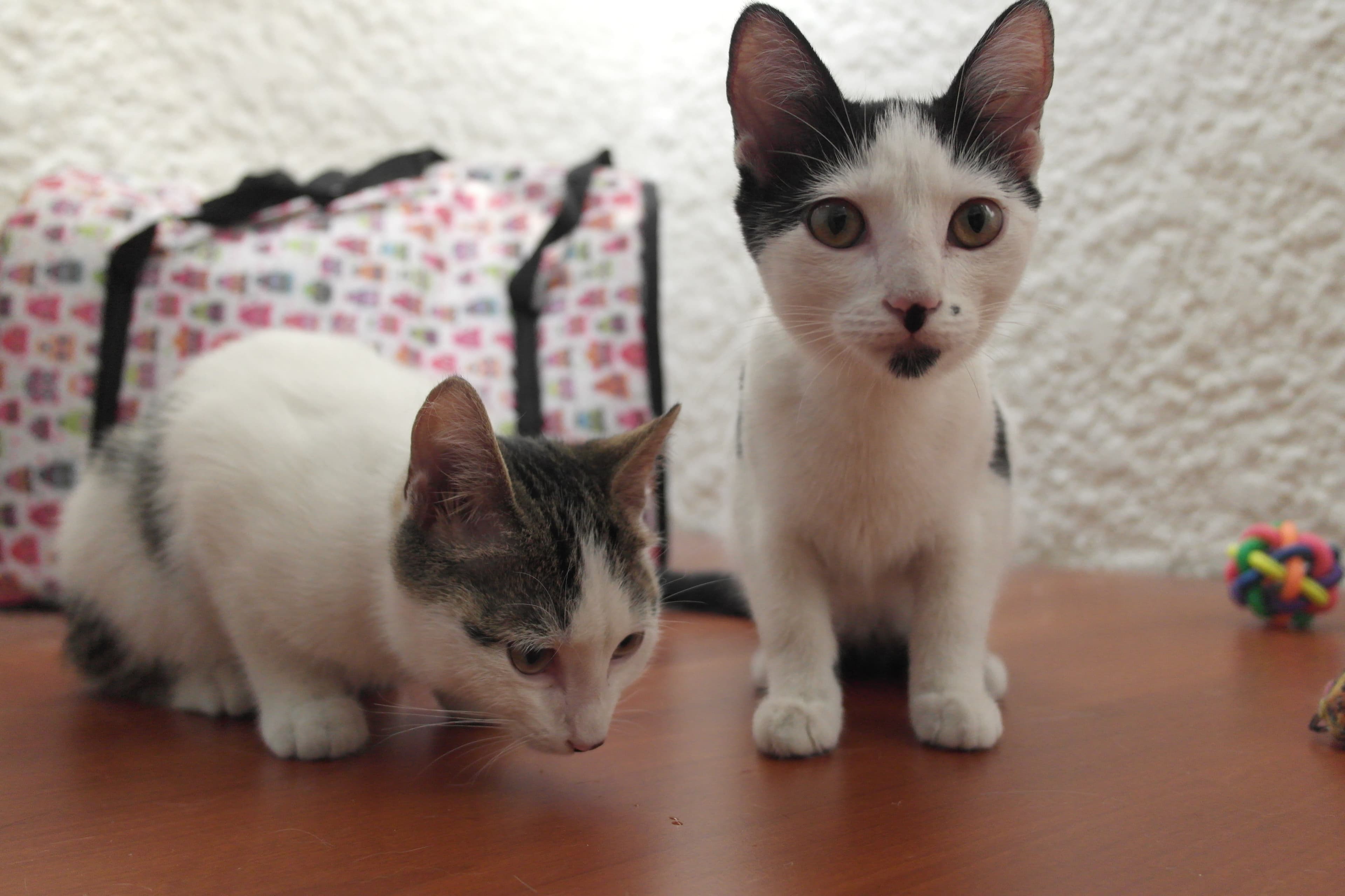 Un Gato En Paris, Guarderia en Medellín, Antioquia, Colombia - Hoteles y guarderías para gatos