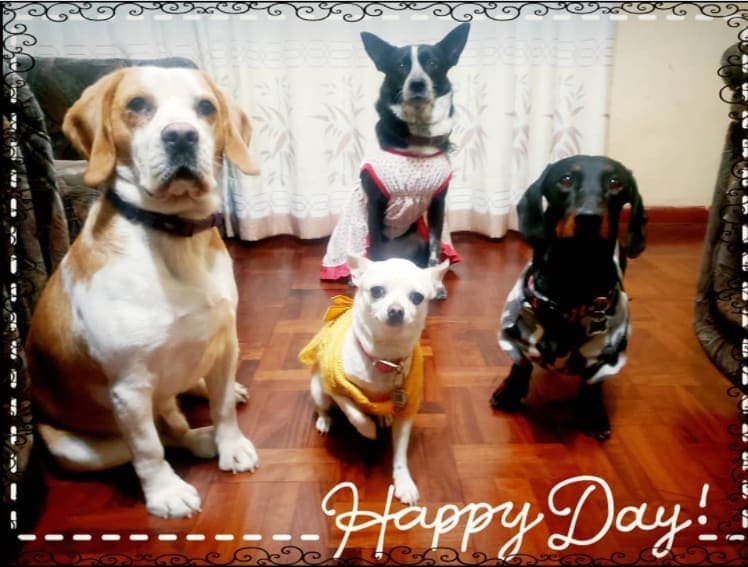 PET WASI HOSPEDAJE DE MASCOTAS en San Borja, Lima, Perú - Hoteles y guarderías para perros