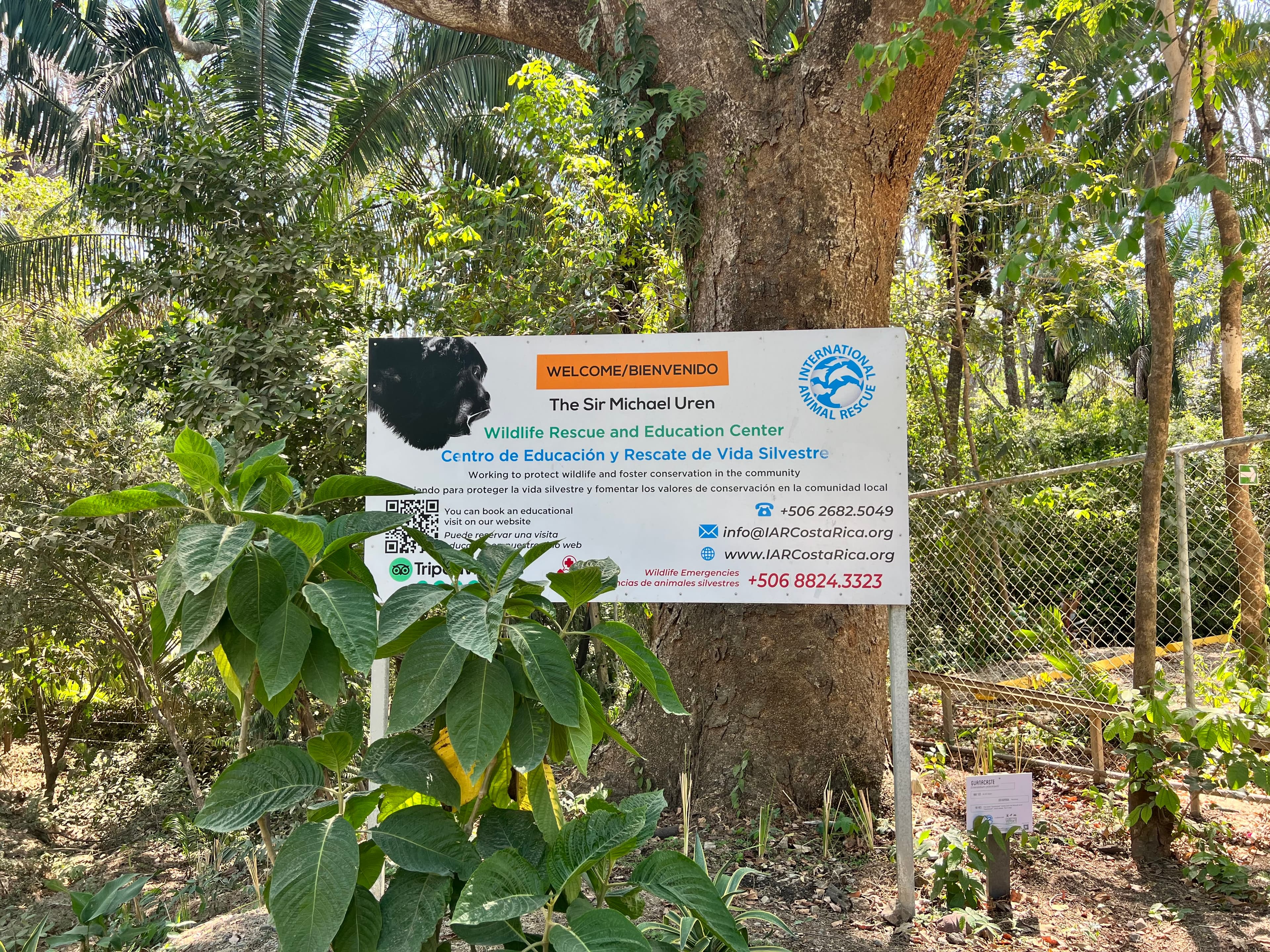 Nosara Wildlife Rescue Center (International Animal Rescue) en Nicoya, Guanacaste, Costa Rica - Perros en adopción