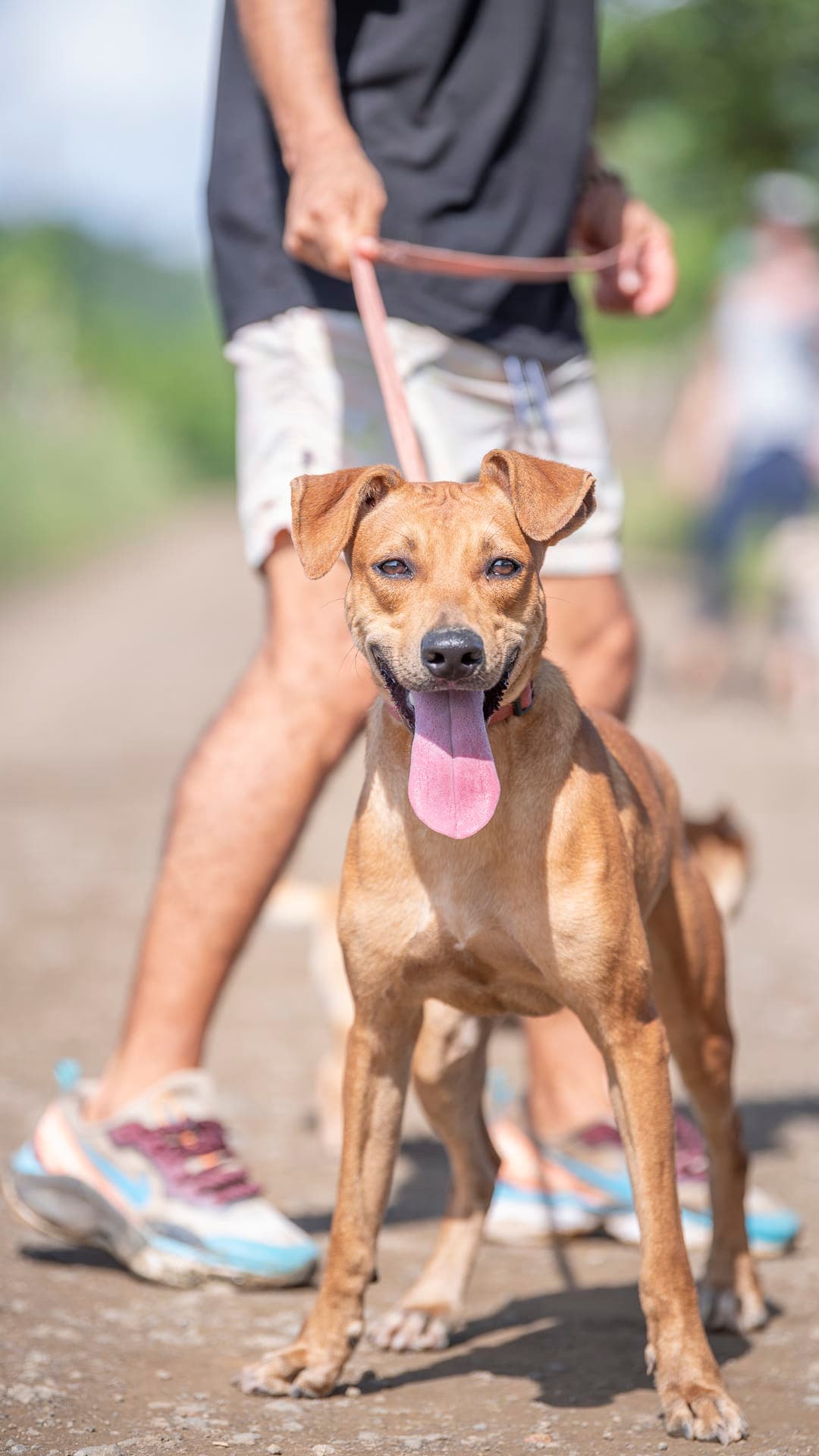 Halfway Home Tamarindo 2 en Nicoya, Guanacaste, Costa Rica - Perros en adopción
