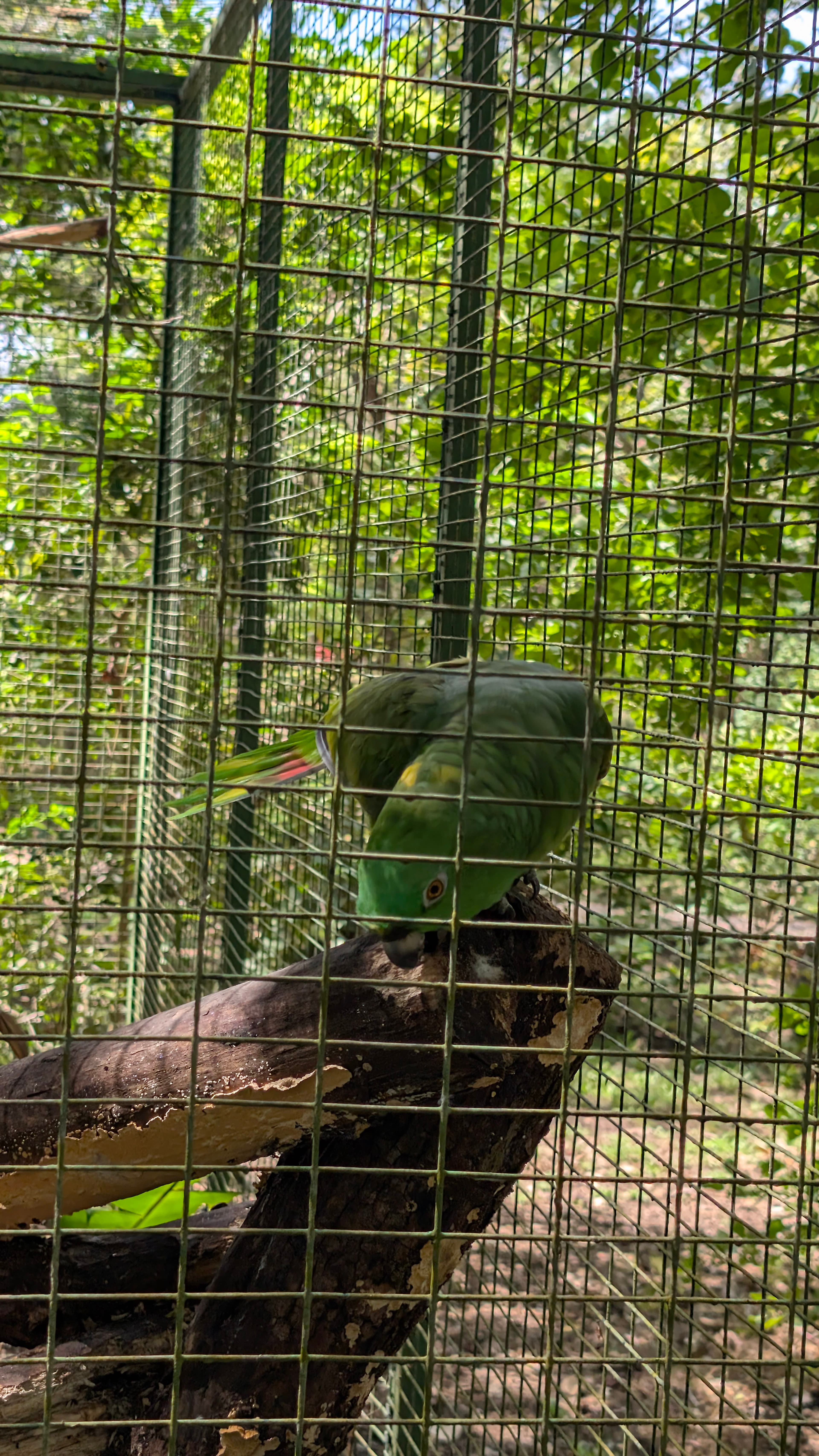Apami Wildlife Rescue Center en Nicoya, Guanacaste, Costa Rica - Perros en adopción
