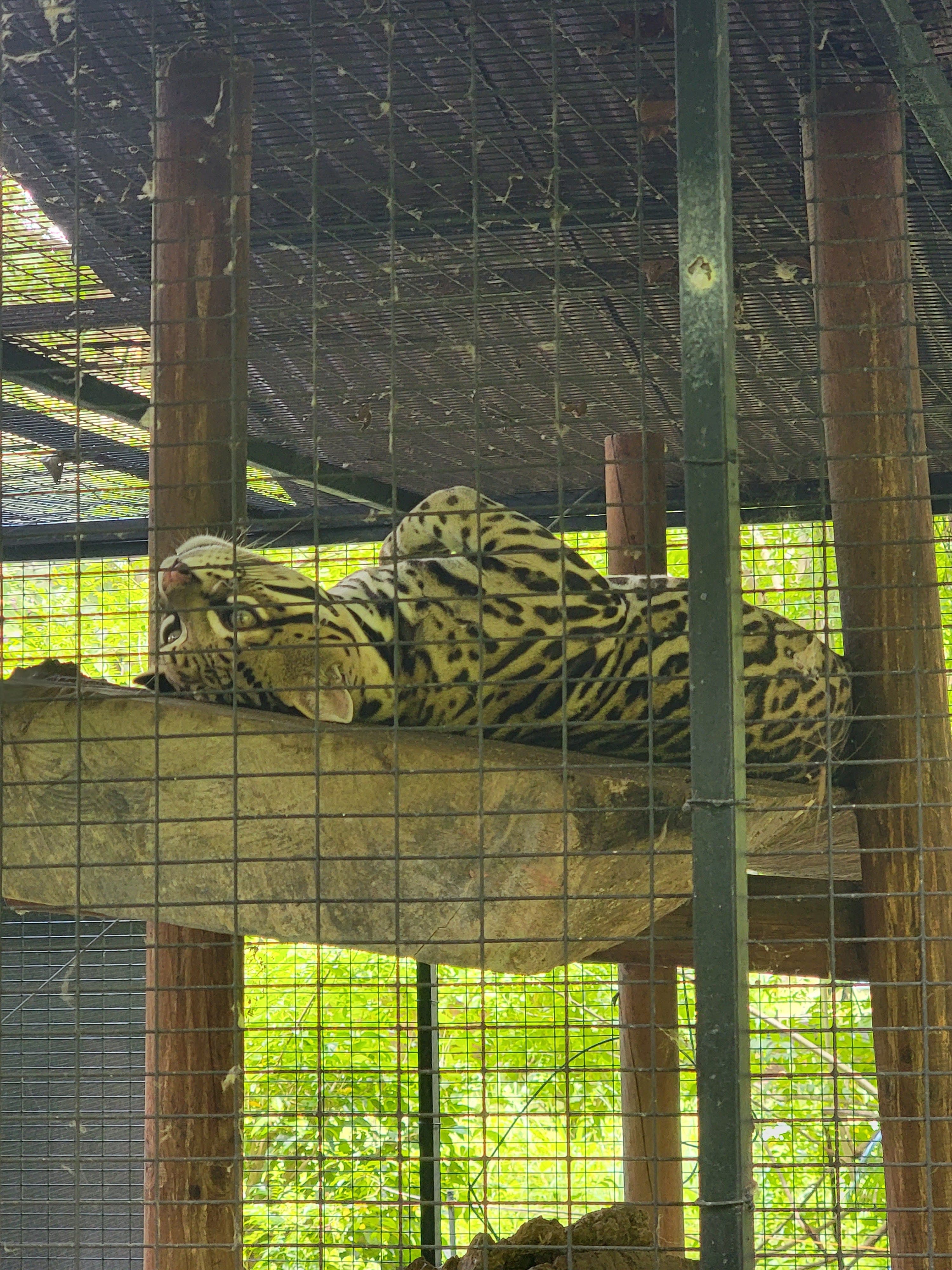 Apami Wildlife Rescue Center 2 en Nicoya, Guanacaste, Costa Rica - Perros en adopción