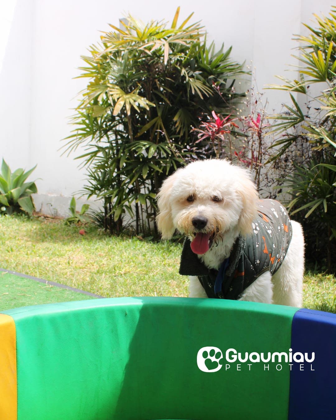 Guau Miau Pet Hotel / Hospedaje y Guarderia 2 en Perú - Hoteles y guarderías para perros
