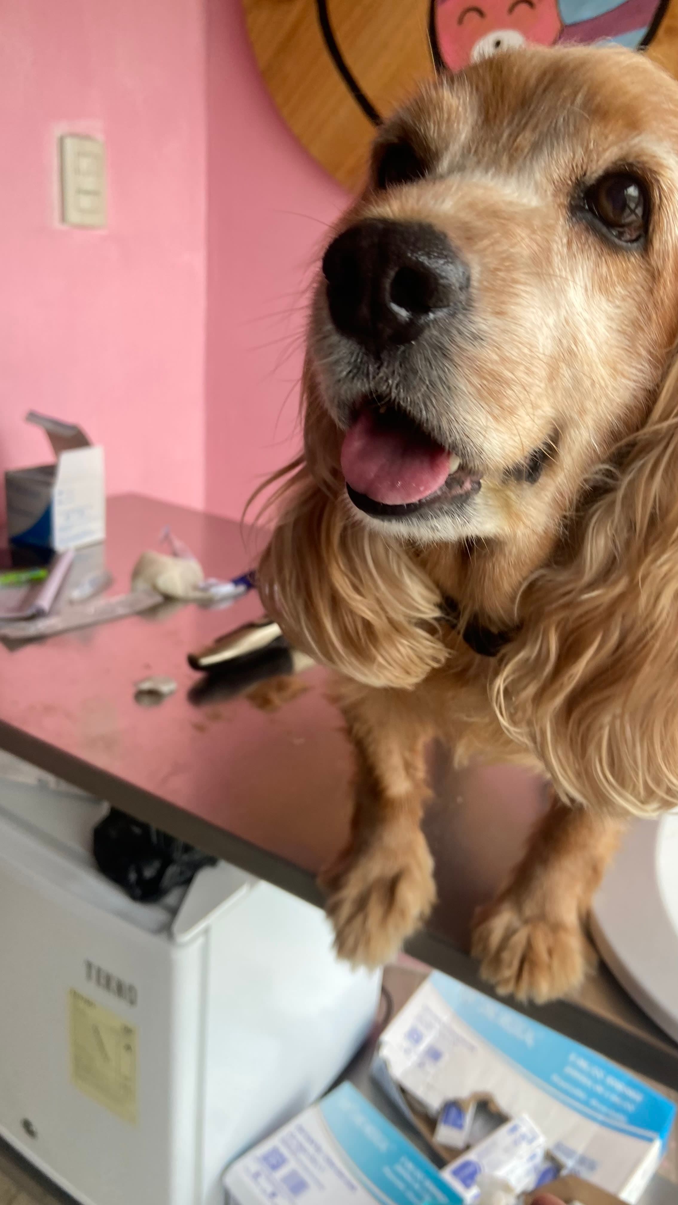 Veterinaria Amantes De Huellas 2 en Salinas, Guayas, Ecuador - Peluquería para gatos