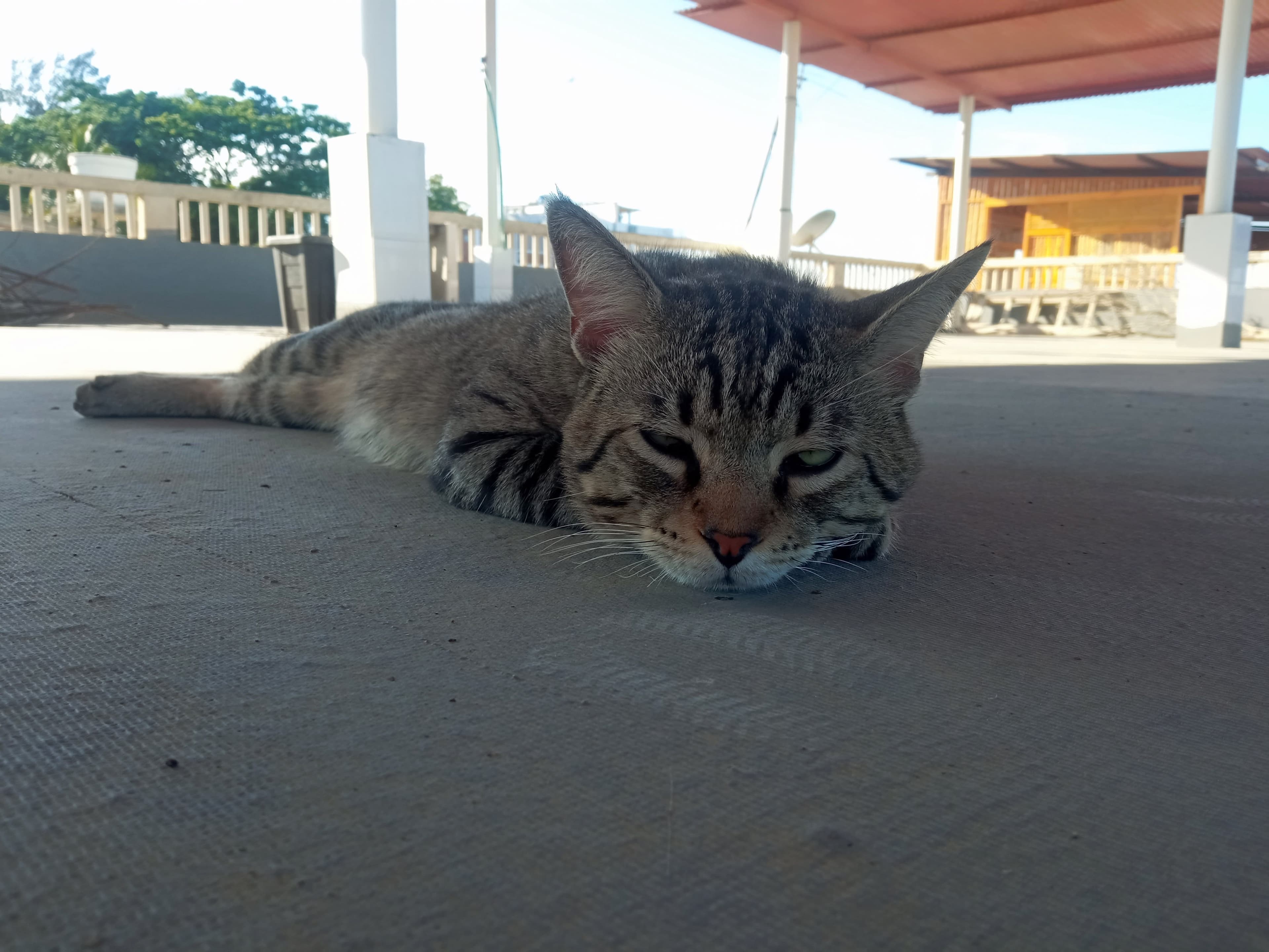 Veterinaria Amantes De Huellas en Salinas, Guayas, Ecuador - Peluquería para gatos