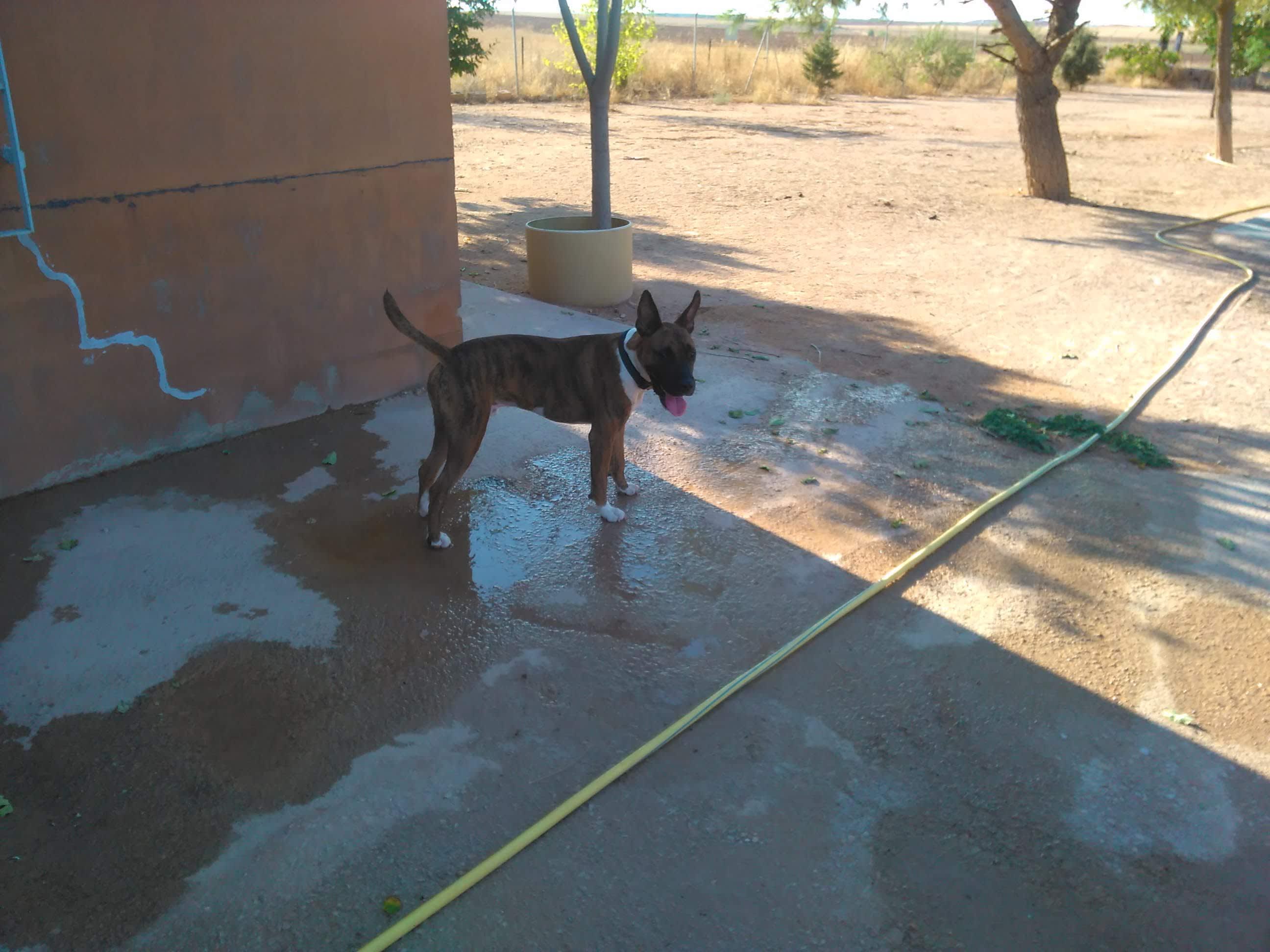 Residencia Canina Canela de Sta Ana 3 en Alcázar de San Juan, Castilla-La Mancha, España - Hoteles y guarderías para gatos