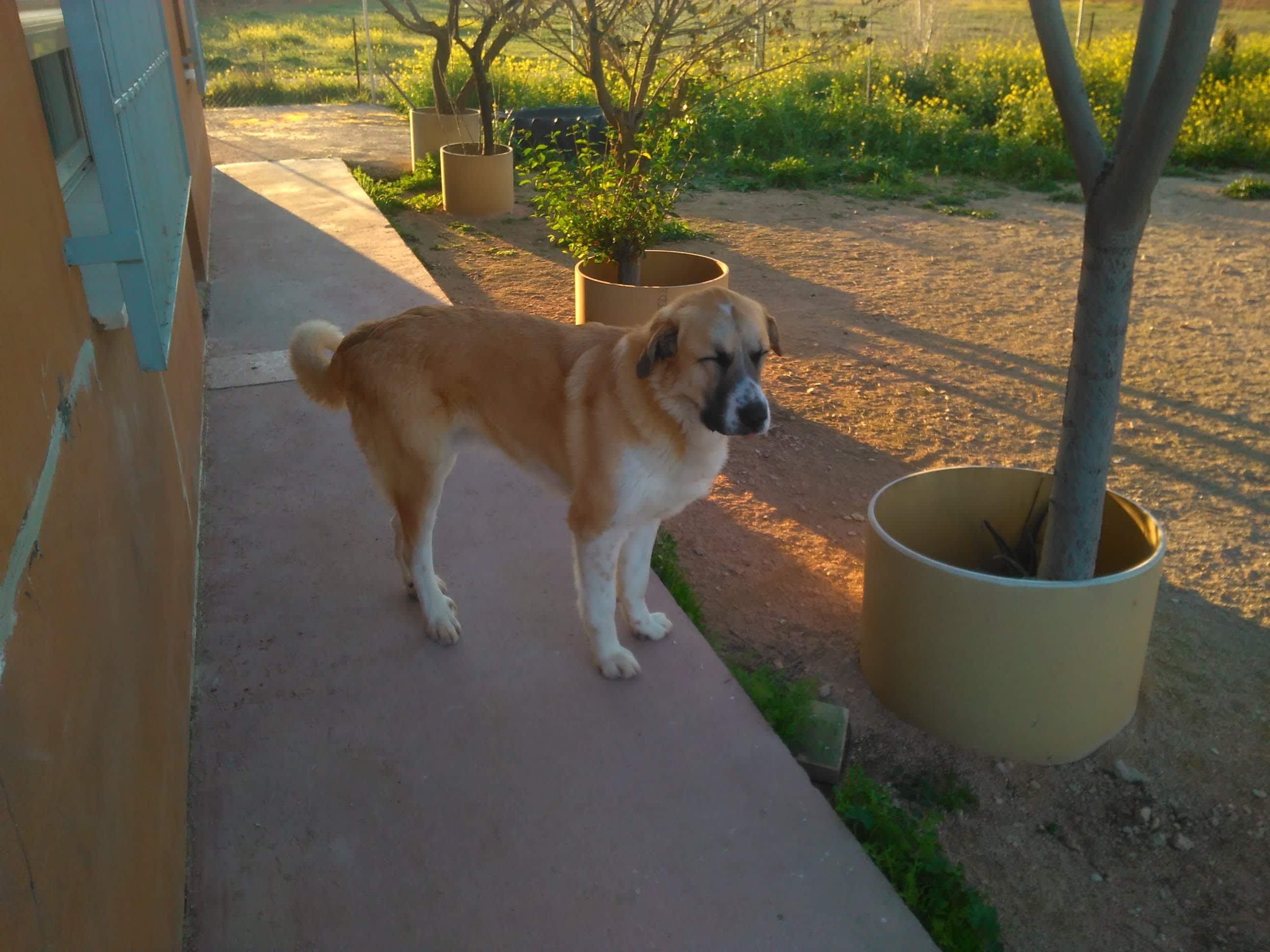 Residencia Canina Canela de Sta Ana 2 en Alcázar de San Juan, Castilla-La Mancha, España - Hoteles y guarderías para gatos