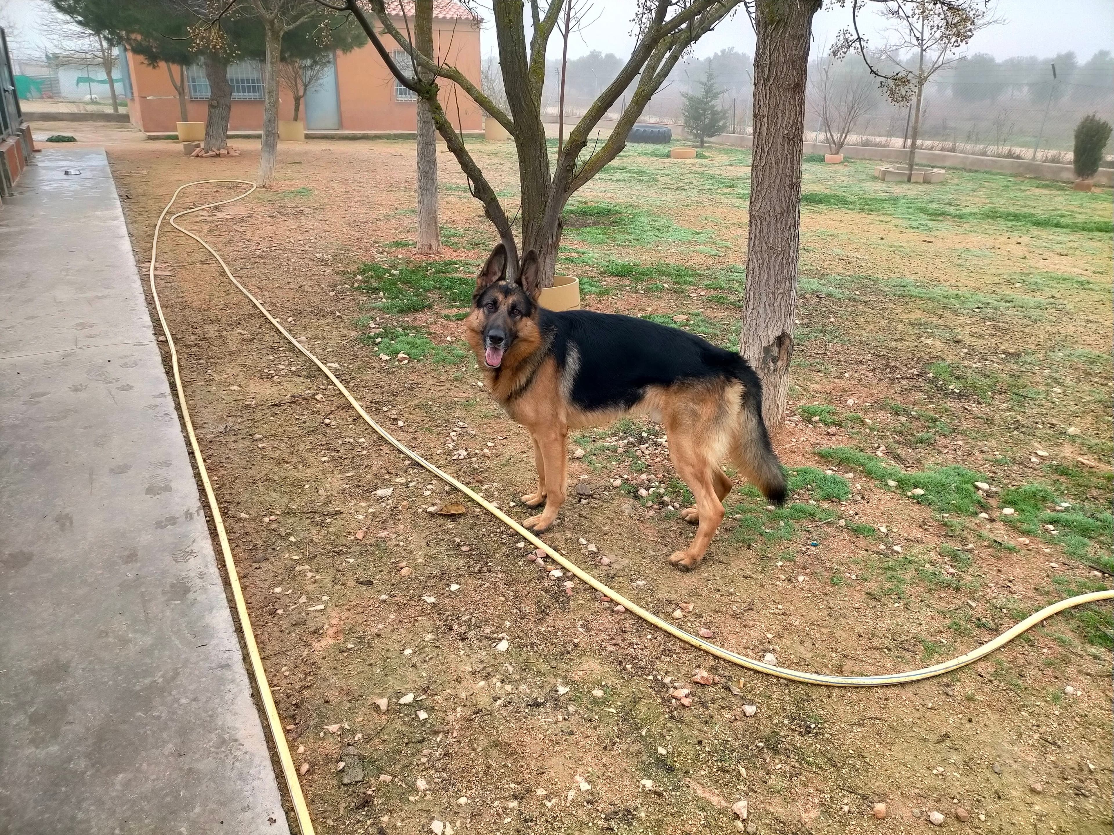 Residencia Canina Canela de Sta Ana en Alcázar de San Juan, Castilla-La Mancha, España - Hoteles y guarderías para gatos