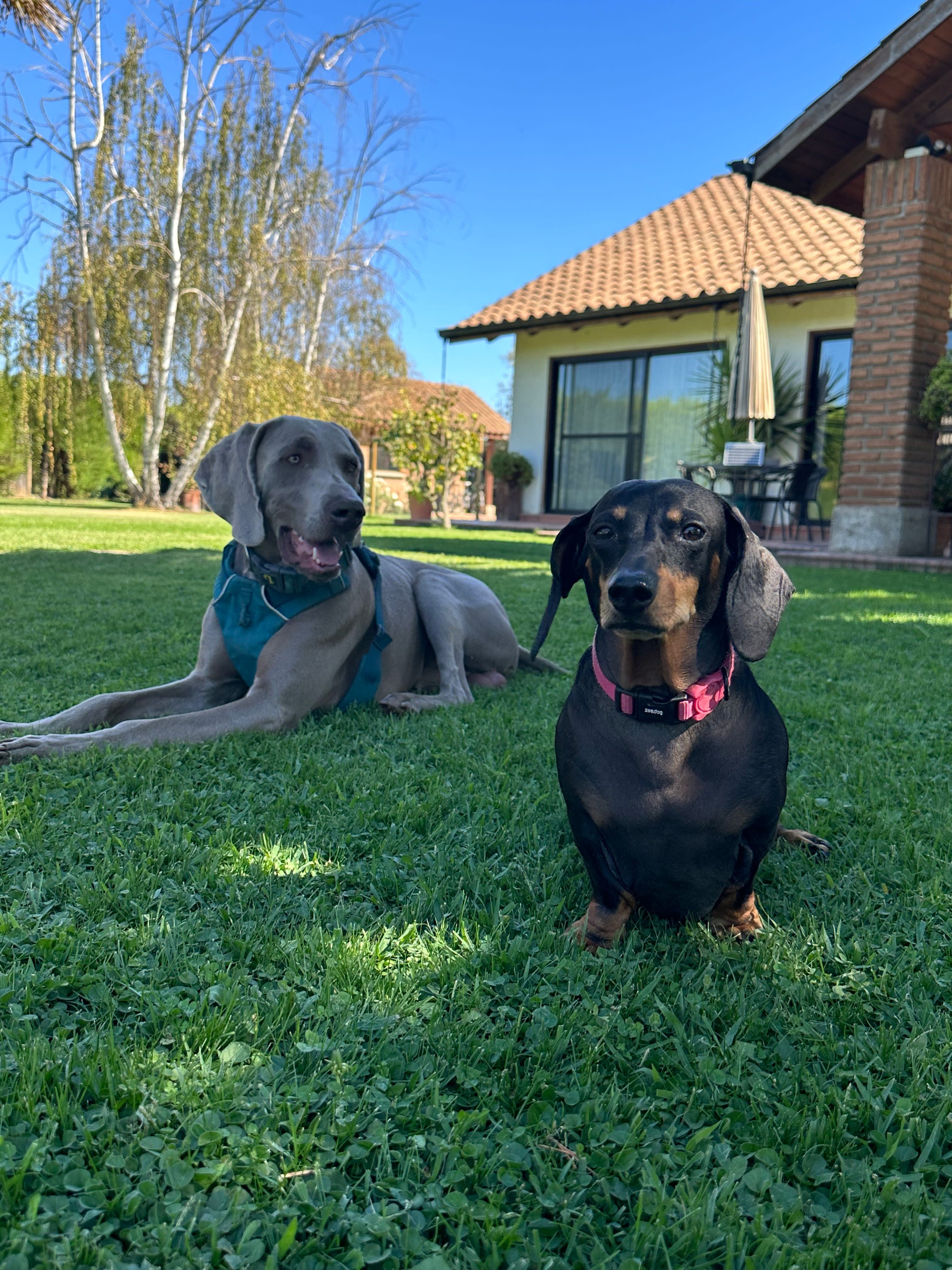 Auracan Hotel 2 en Talca, Maule, Chile - Hoteles y guarderías para perros