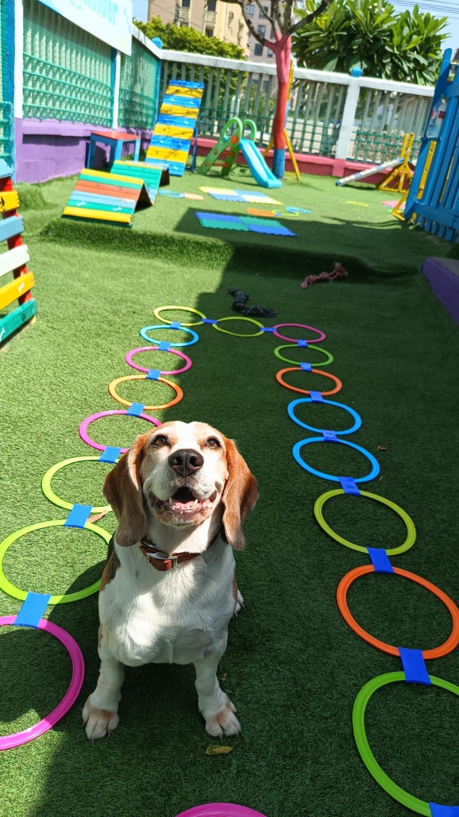 KinderDOG VID en Soledad, Atlántico, Colombia - Hoteles y guarderías para perros