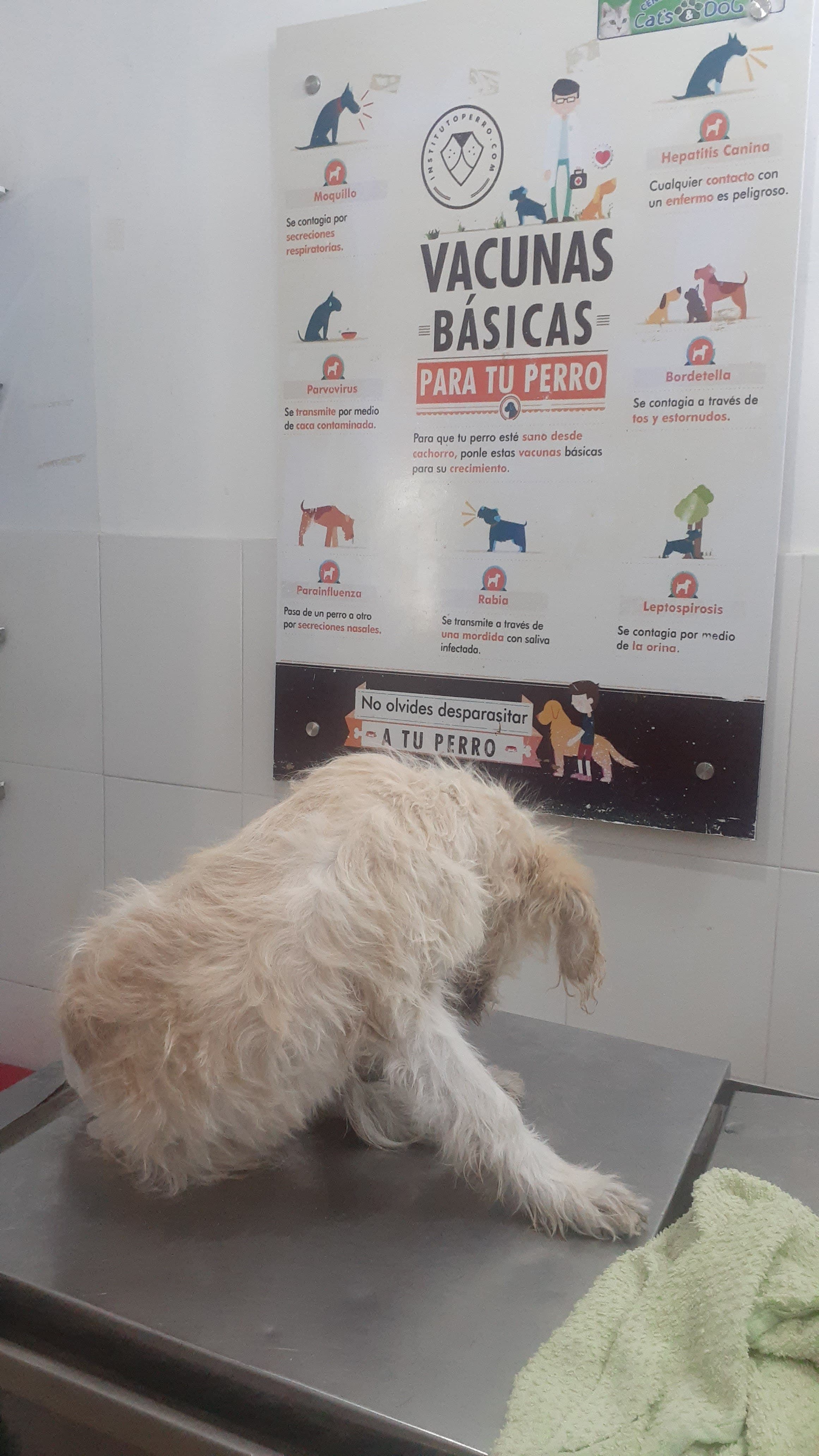 Centro Veterinario Cat's Dog en Soledad, Atlántico, Colombia - Hoteles y guarderías para perros