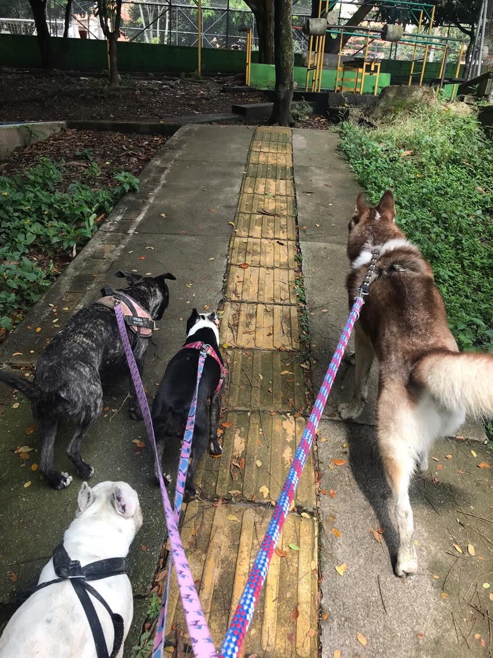 Las Nanas Guarderia Canina 2 en Medellín, Antioquia, Colombia - Hoteles y guarderías para gatos