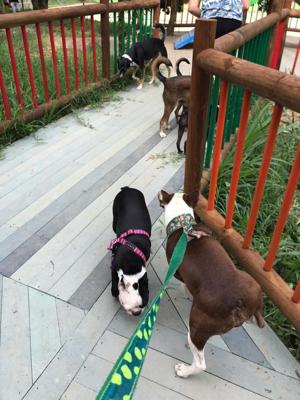Las Nanas Guarderia Canina en Medellín, Antioquia, Colombia - Hoteles y guarderías para gatos